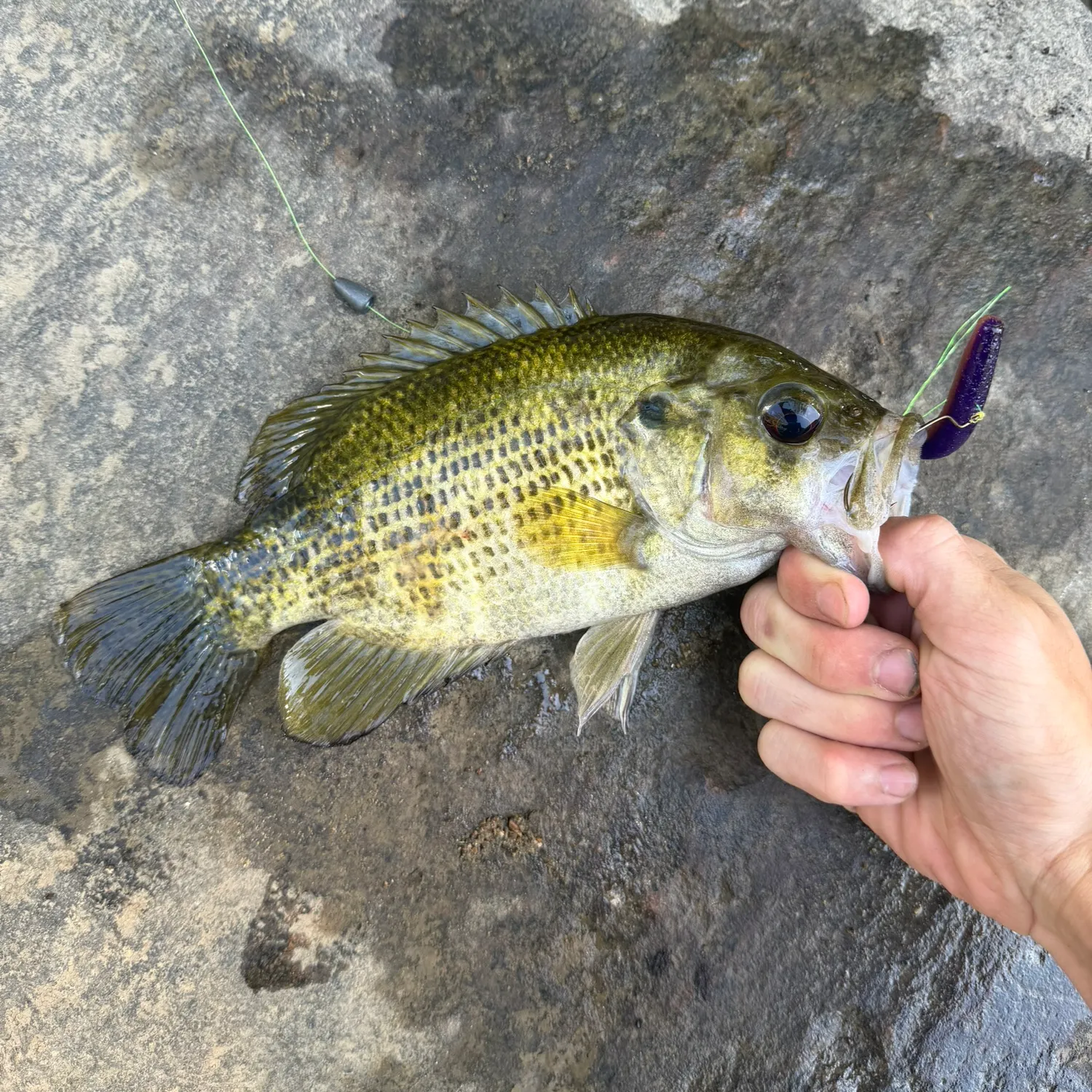 Rock bass caught on Fishbrain