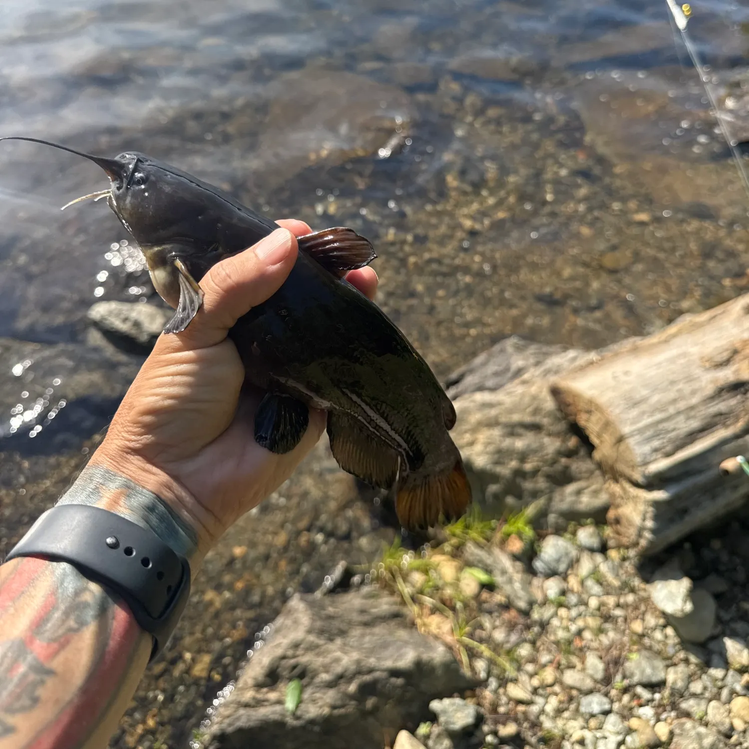 catch