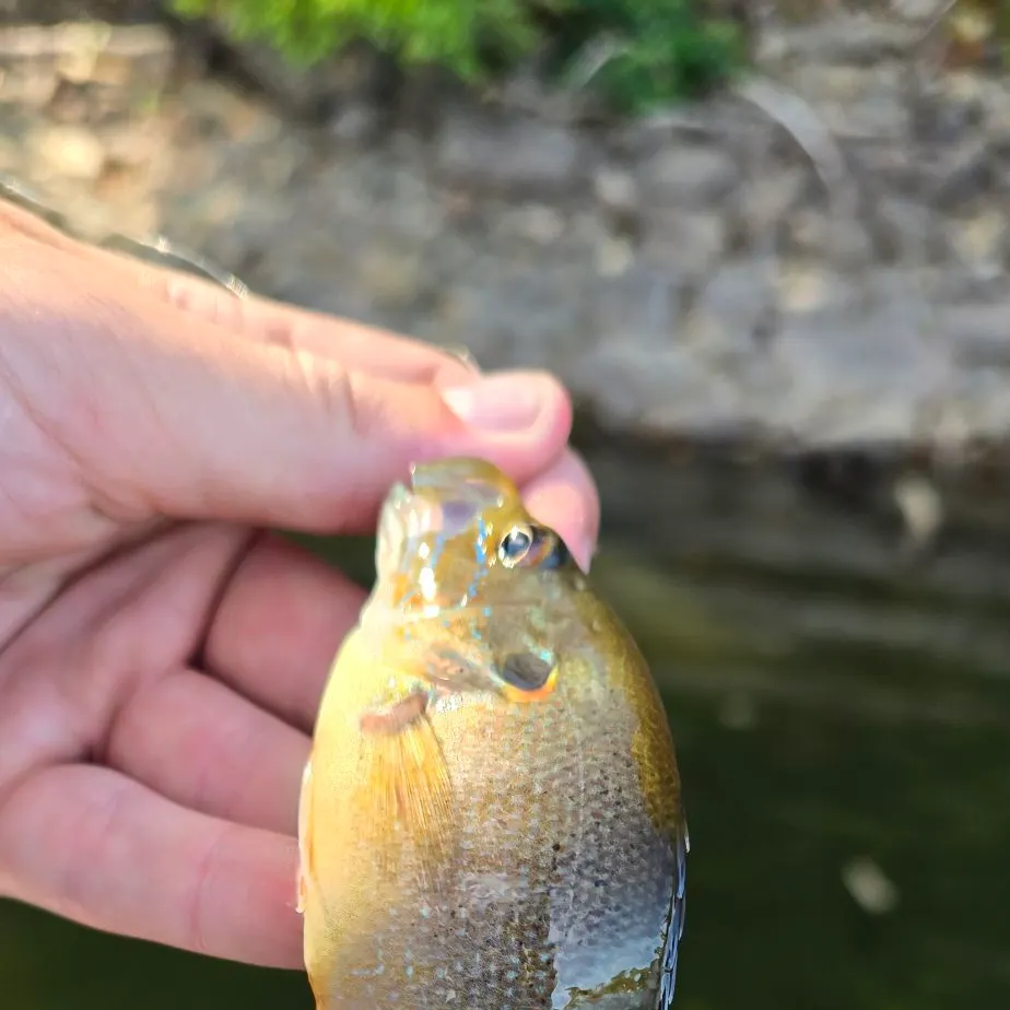 Green sunfish caught on Fishbrain