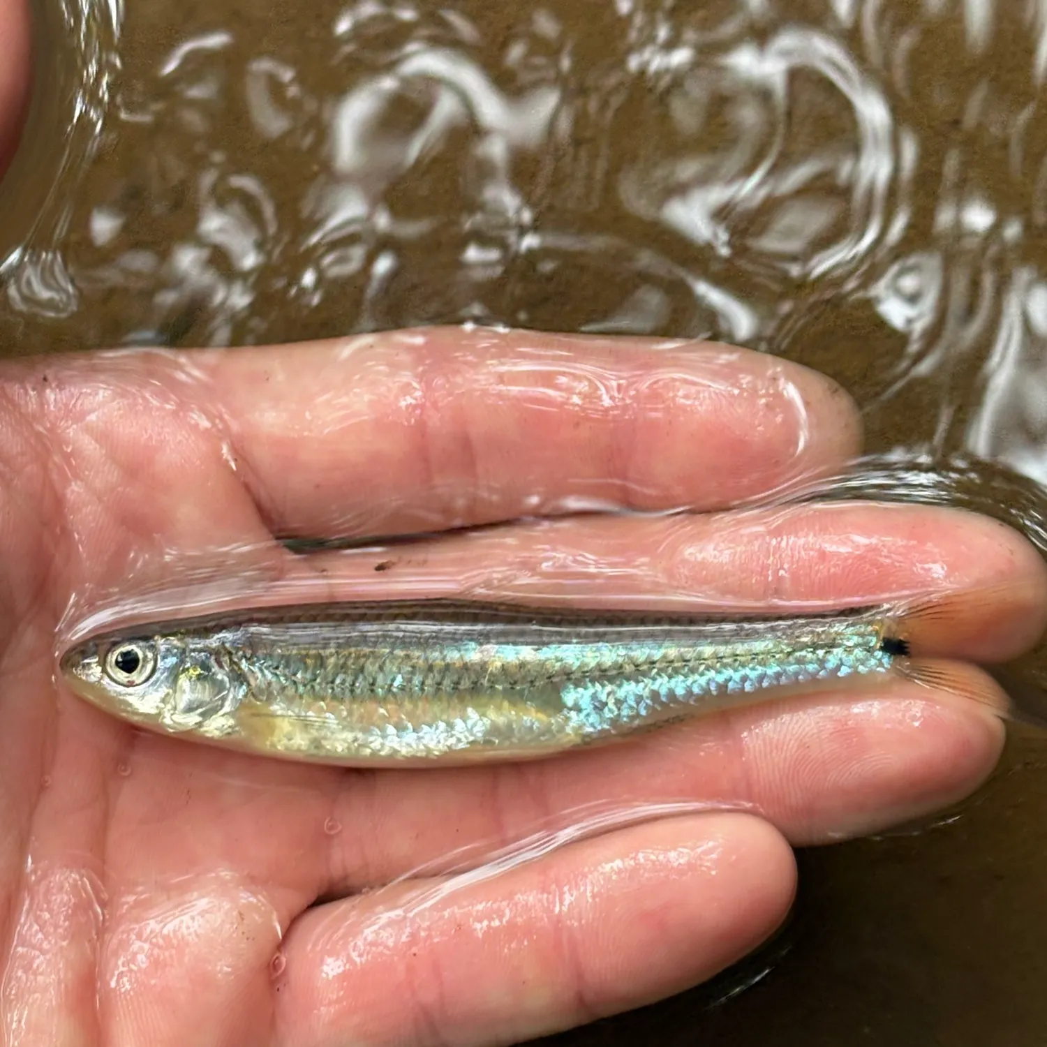 The most recent Spottail shiner catches on Fishbrain