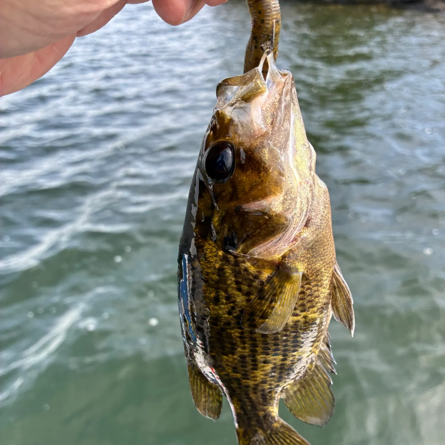 Rock bass caught on Fishbrain