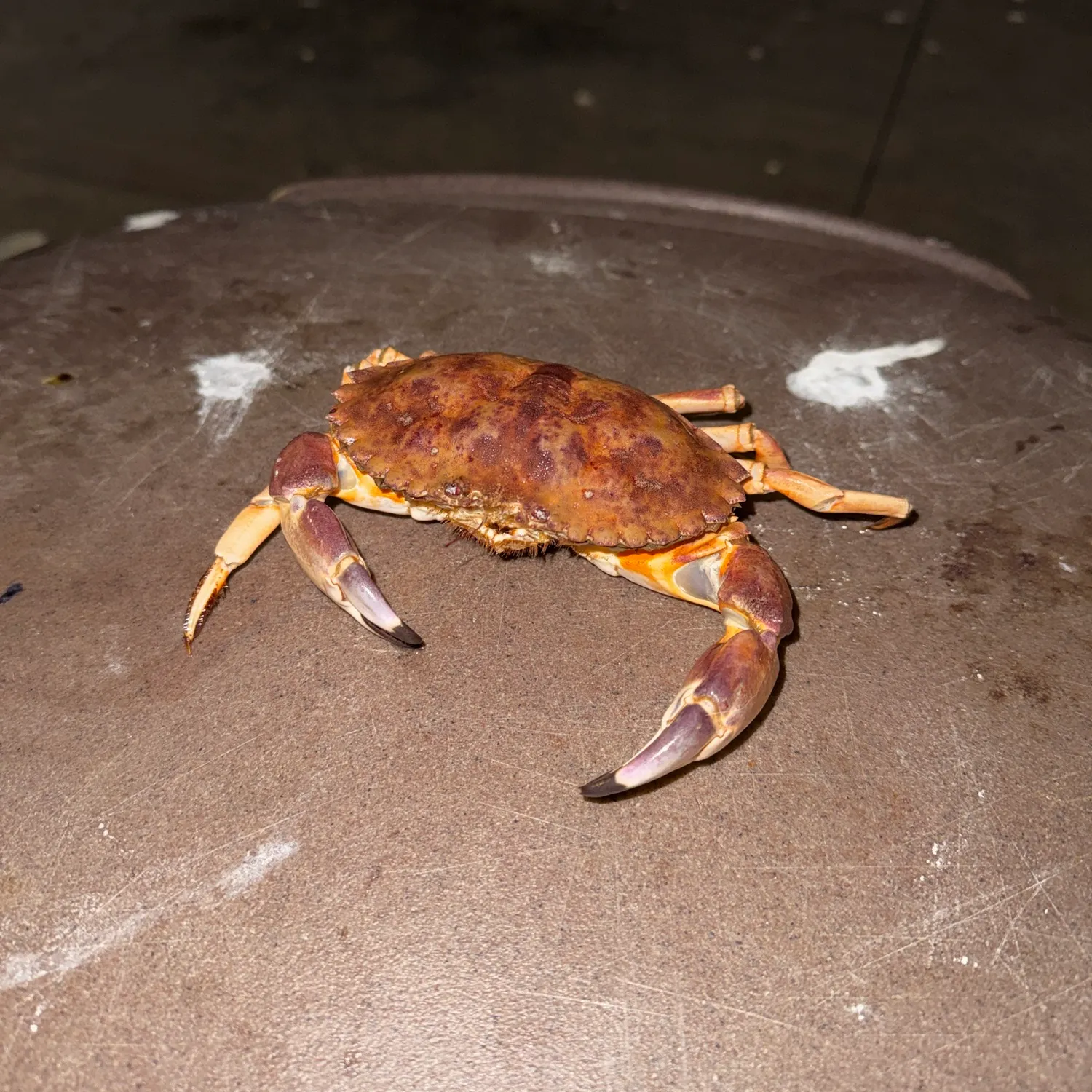 The most recent Jonah crab catches on Fishbrain