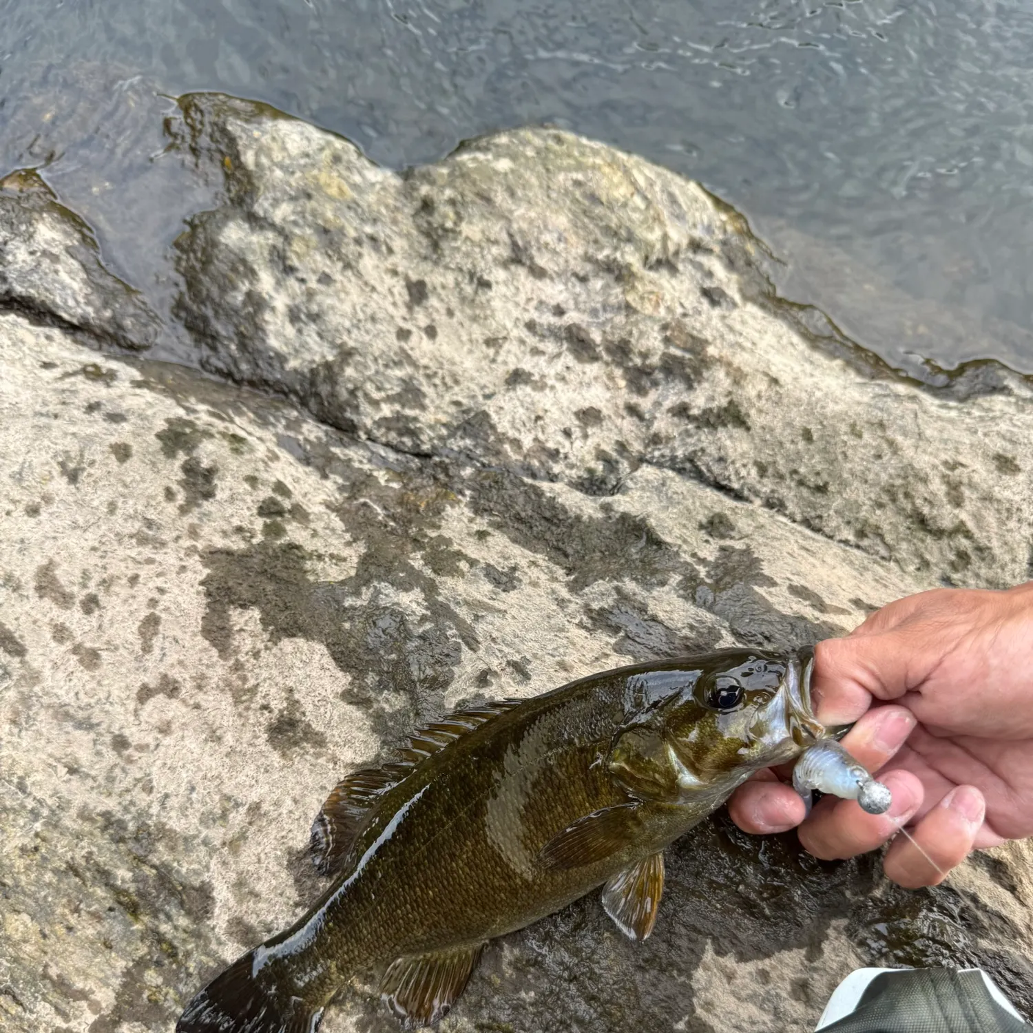 Smallmouth bass caught on Fishbrain