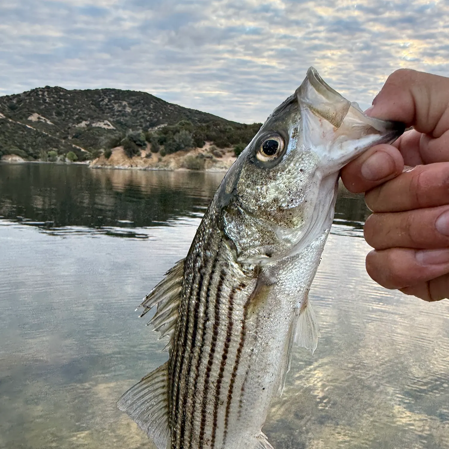 Striped bass caught on Fishbrain