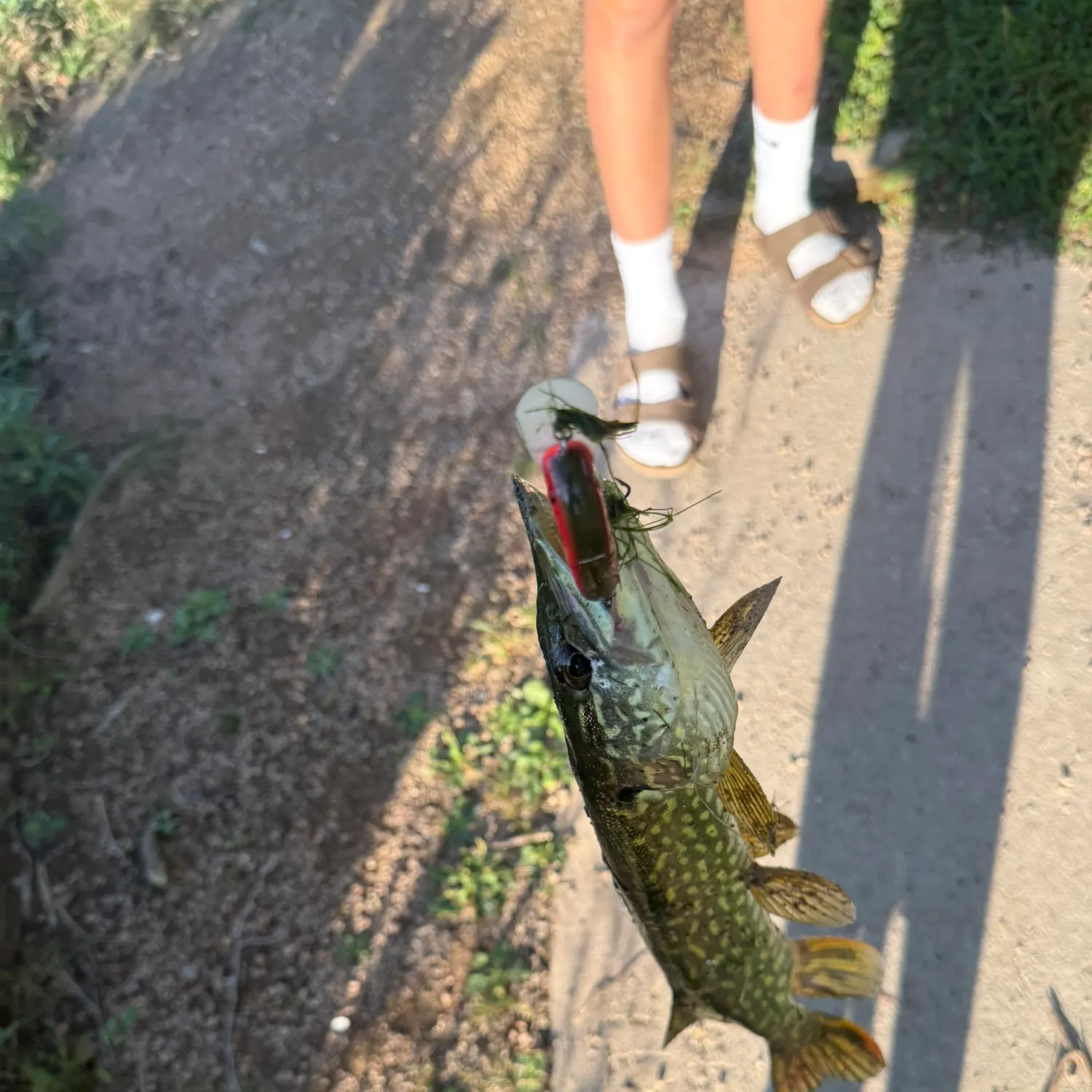 Northern pike caught on Fishbrain