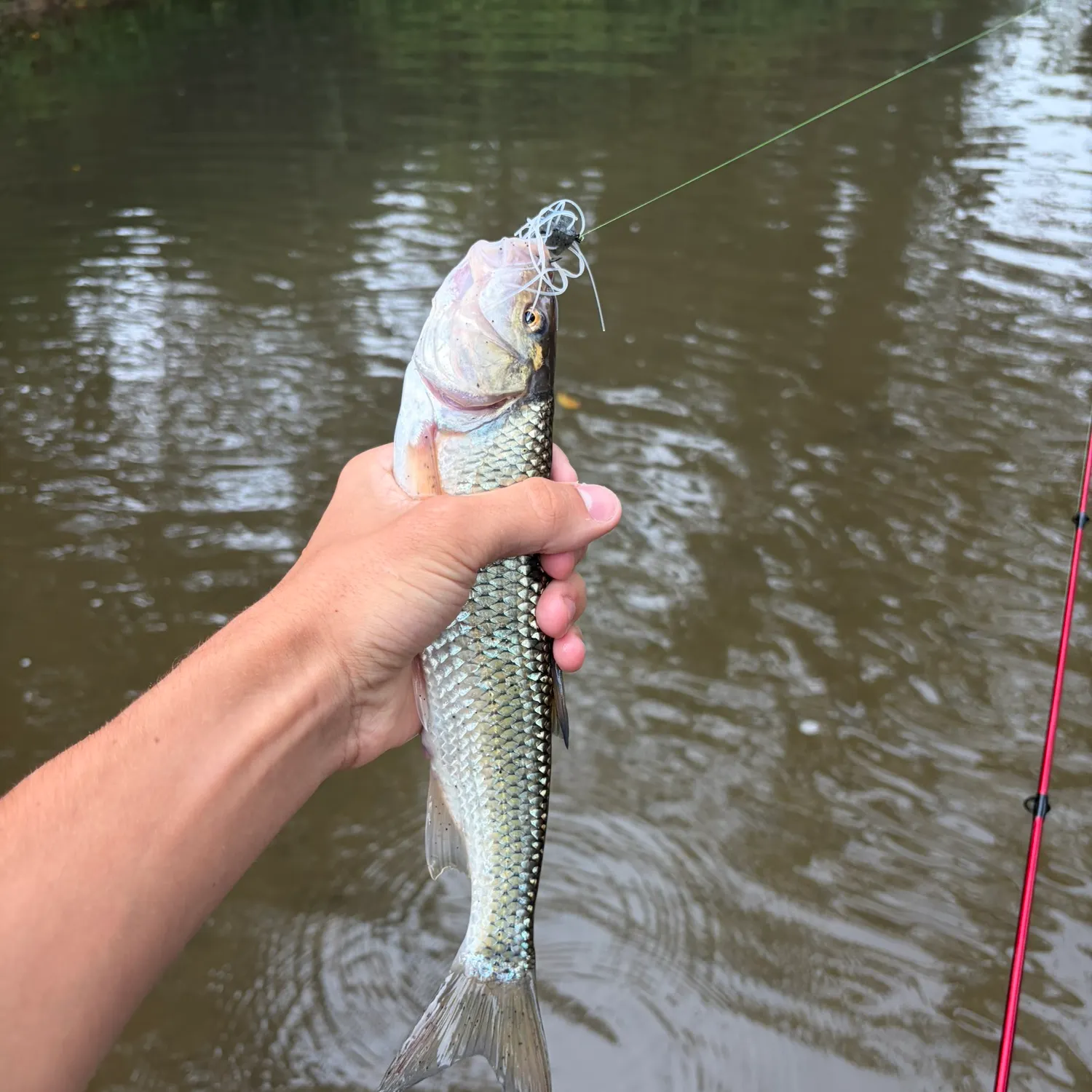 Fallfish caught on Fishbrain