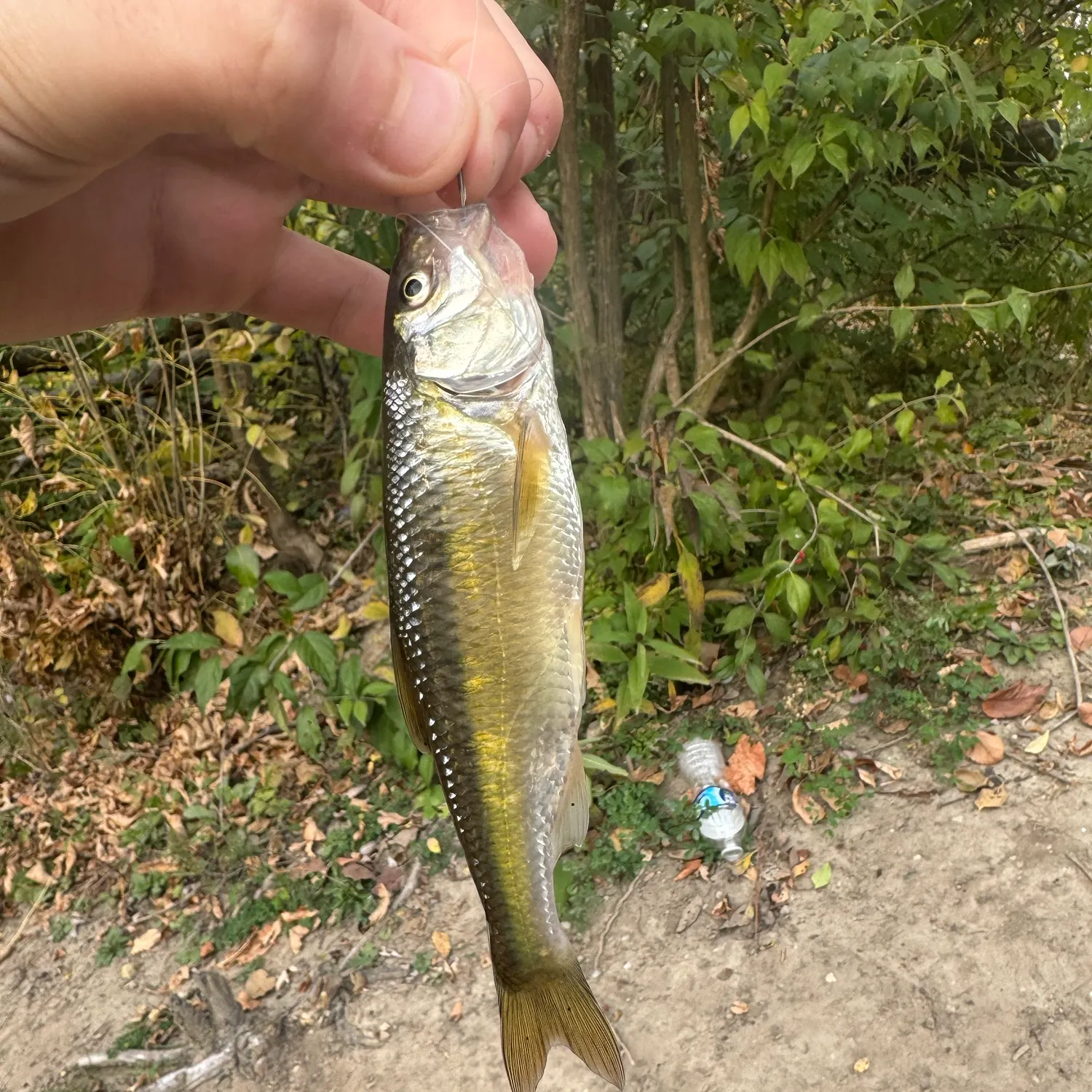 The most recent Striped shiner catches on Fishbrain