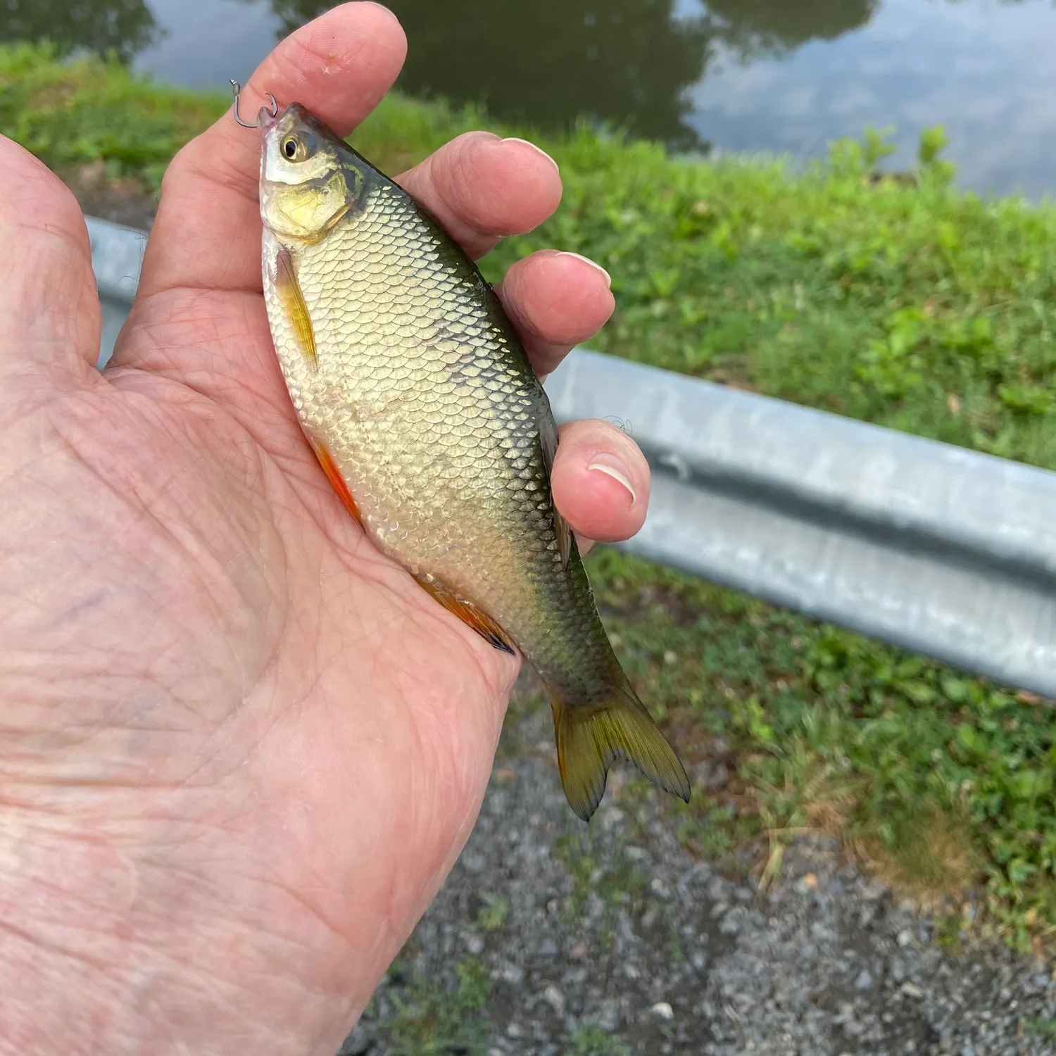 The most recent Golden shiner catches on Fishbrain