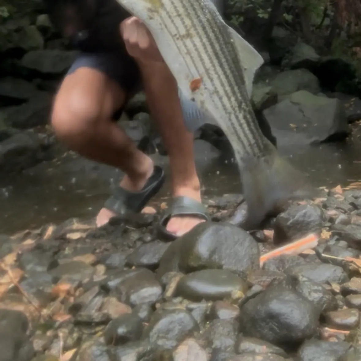 Striped bass caught on Fishbrain