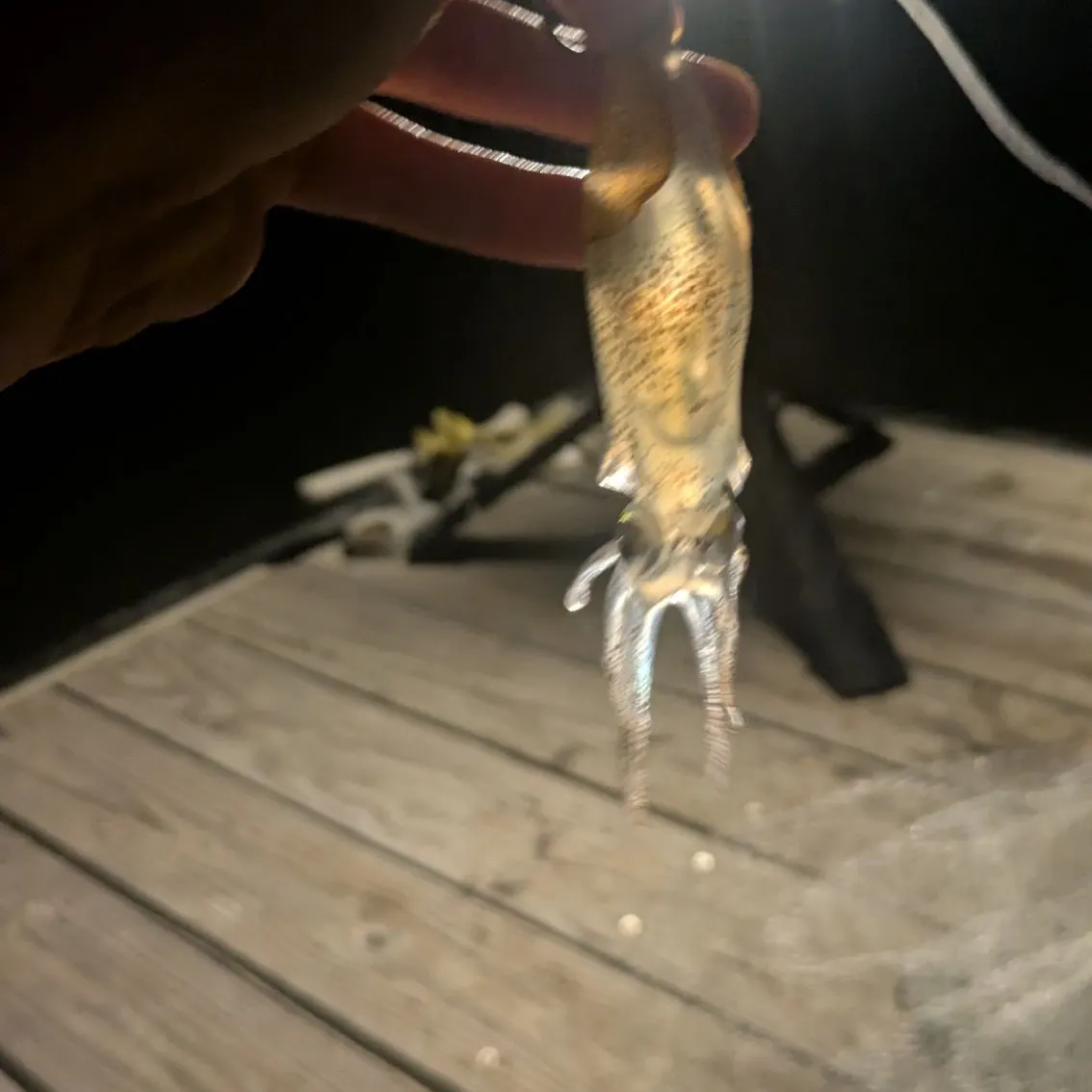 Rainbow trout caught on Fishbrain