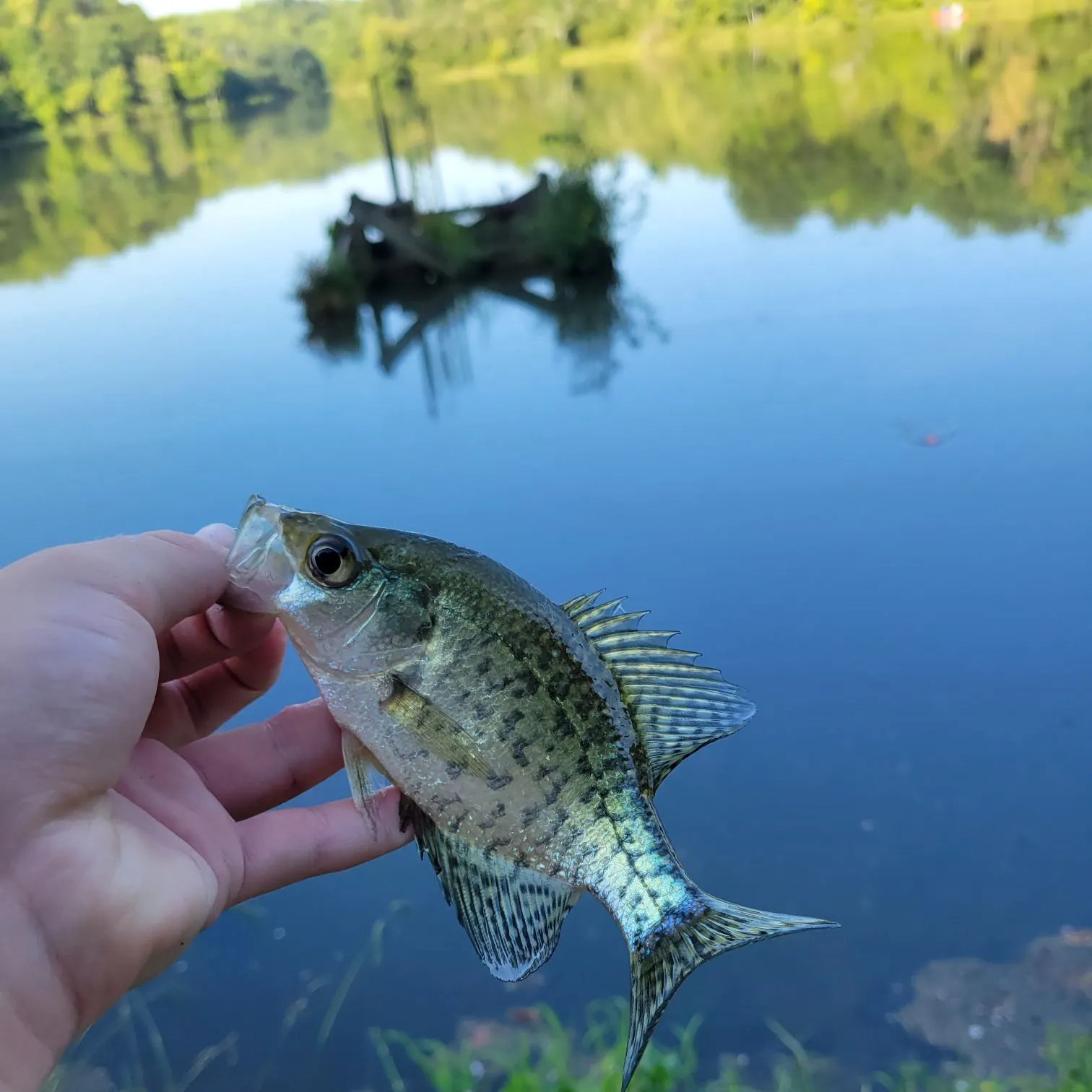 Black crappie caught on Fishbrain