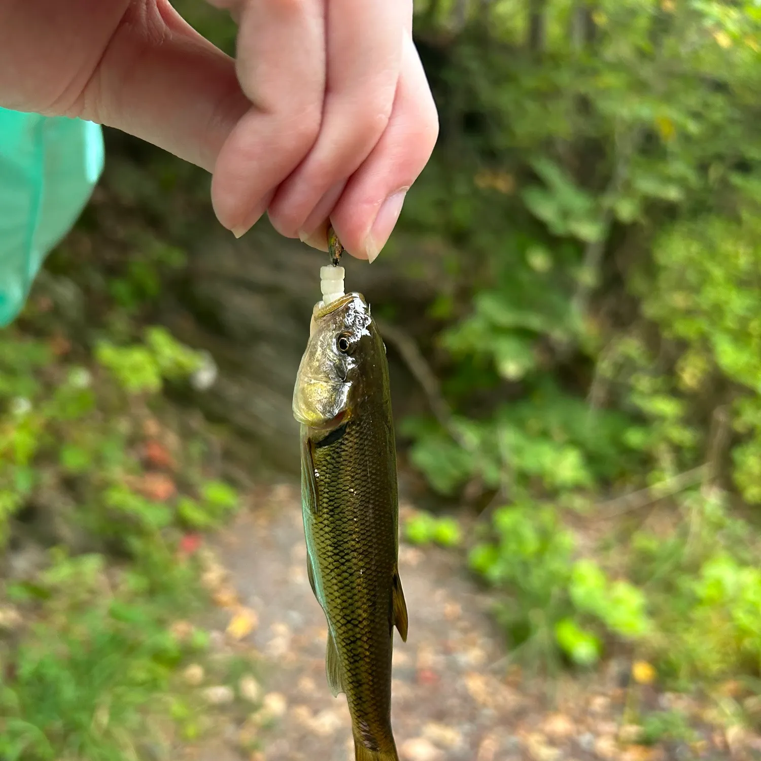 Creek chub caught on Fishbrain