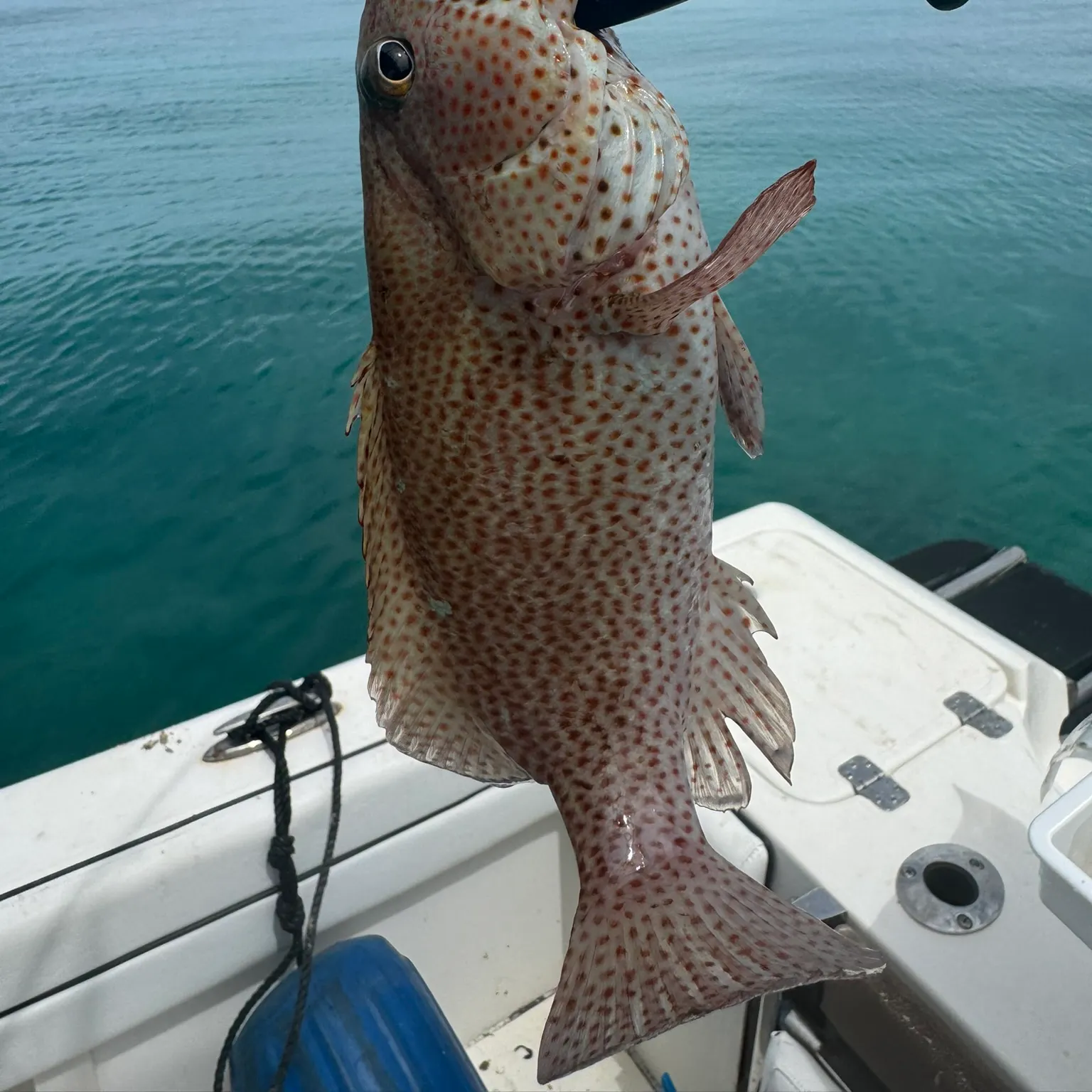 The most recent Graysby grouper catches on Fishbrain