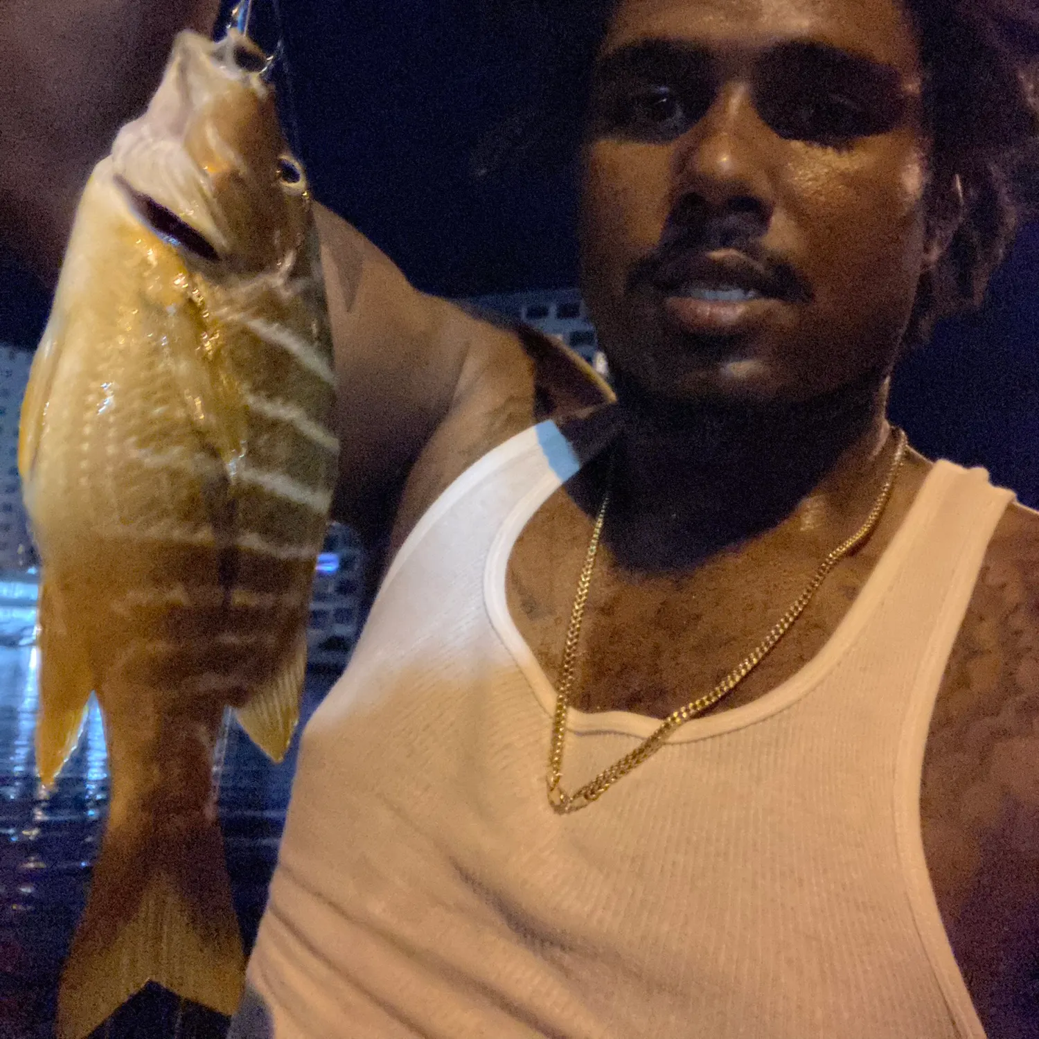 The most recent Schoolmaster snapper catches on Fishbrain