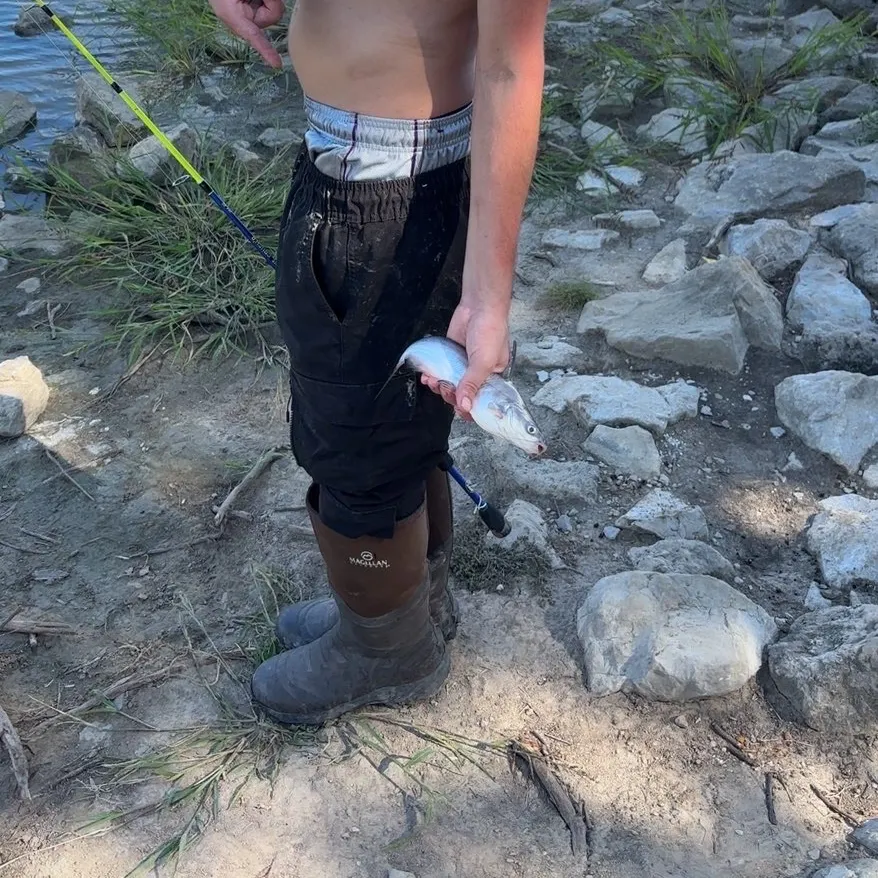 Blue catfish caught on Fishbrain