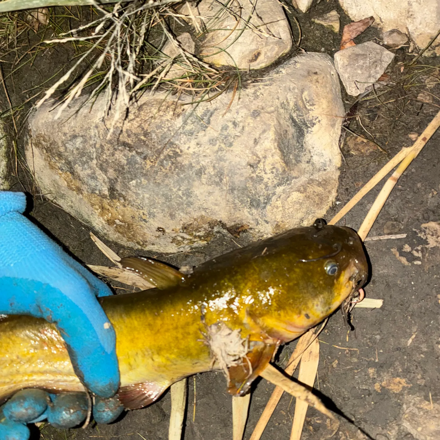 Yellow bullhead caught on Fishbrain