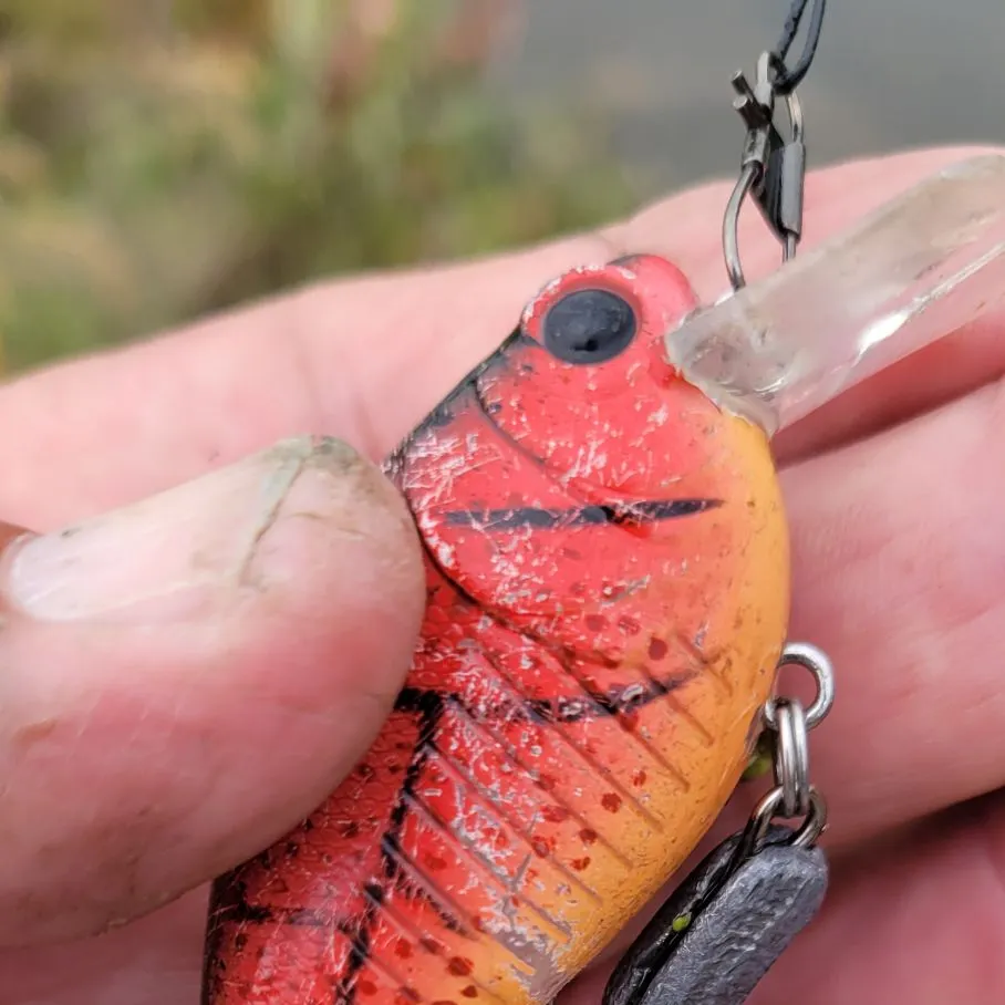 The most recent Asian clam catches on Fishbrain