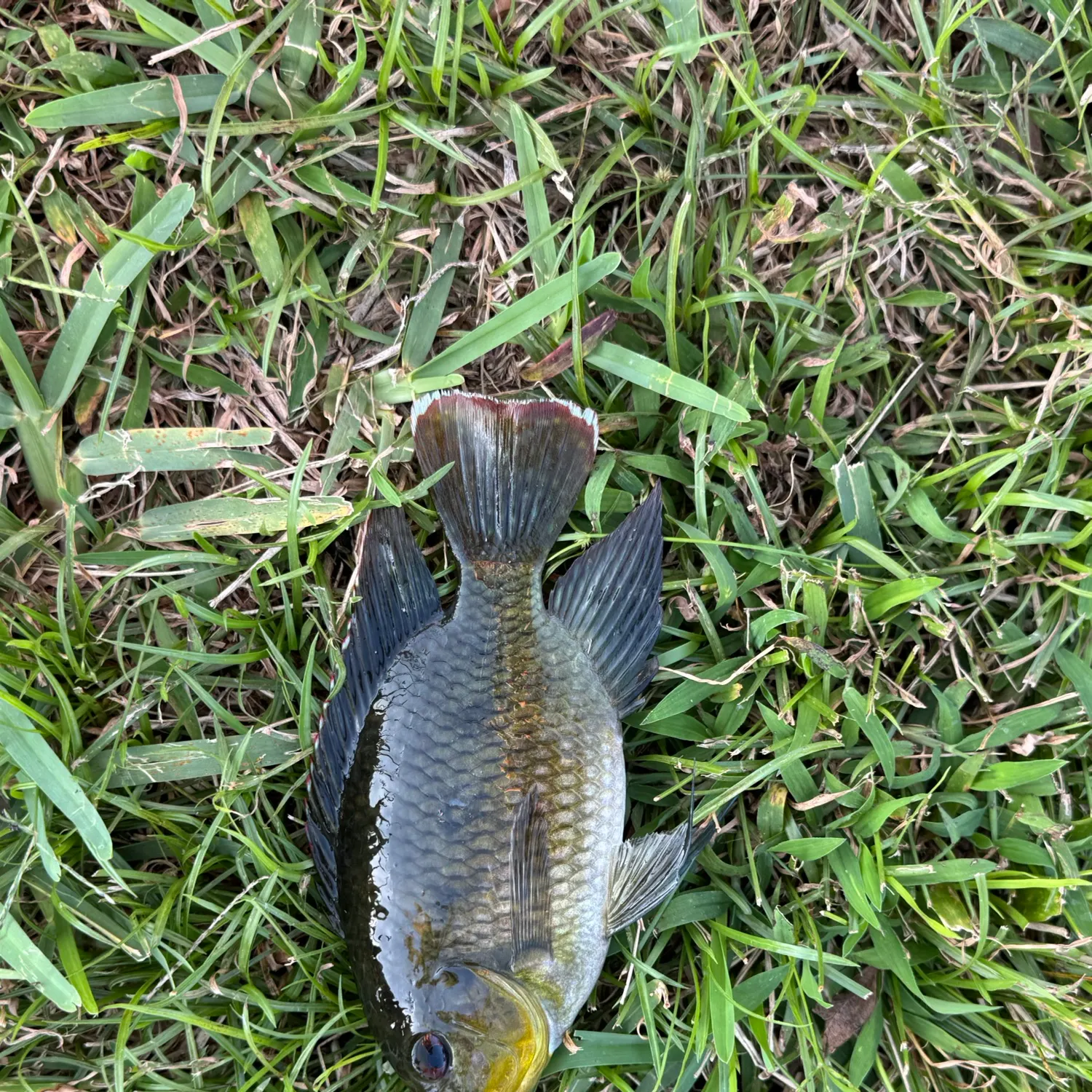 The most recent Spotted tilapia catches on Fishbrain