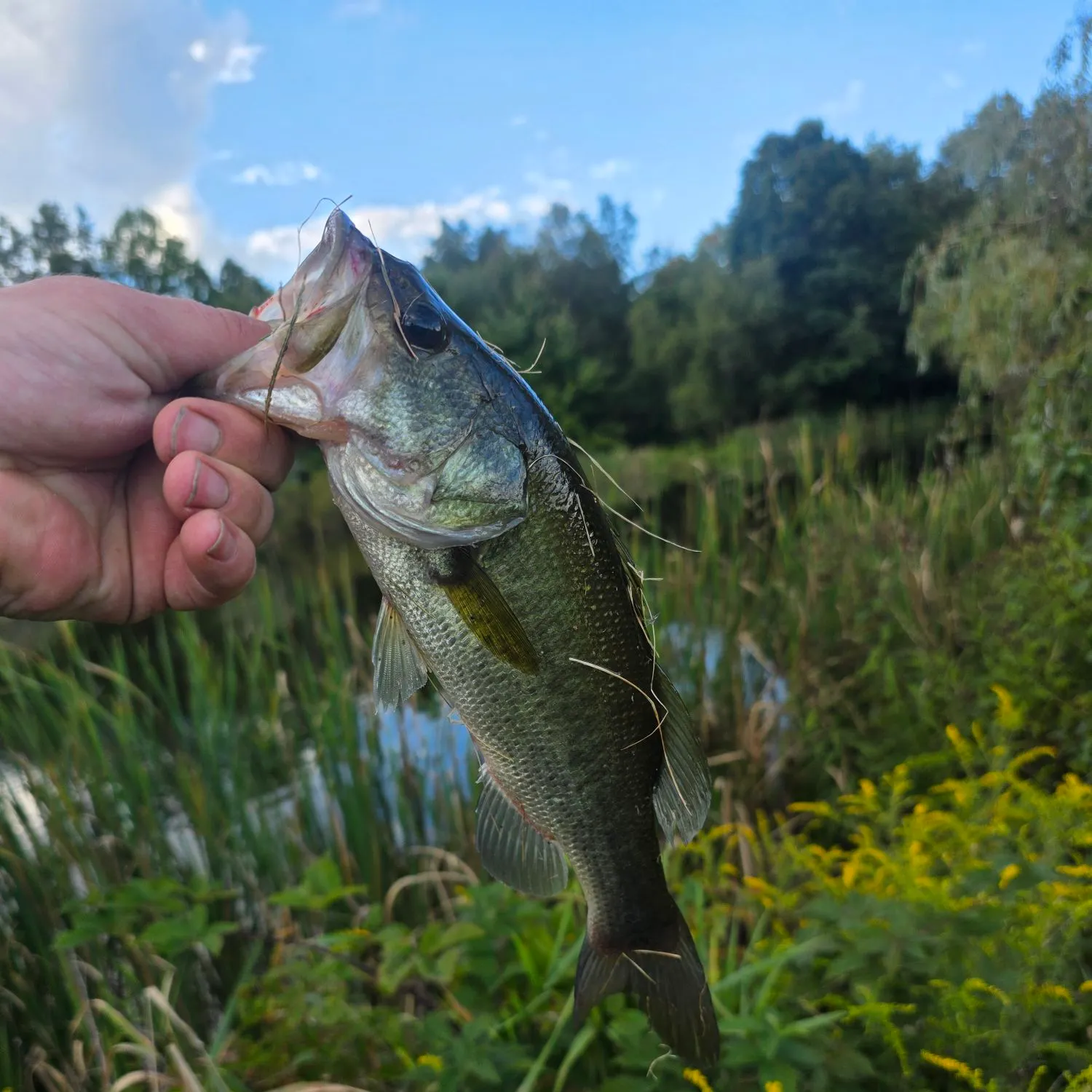 Largemouth bass caught on Fishbrain