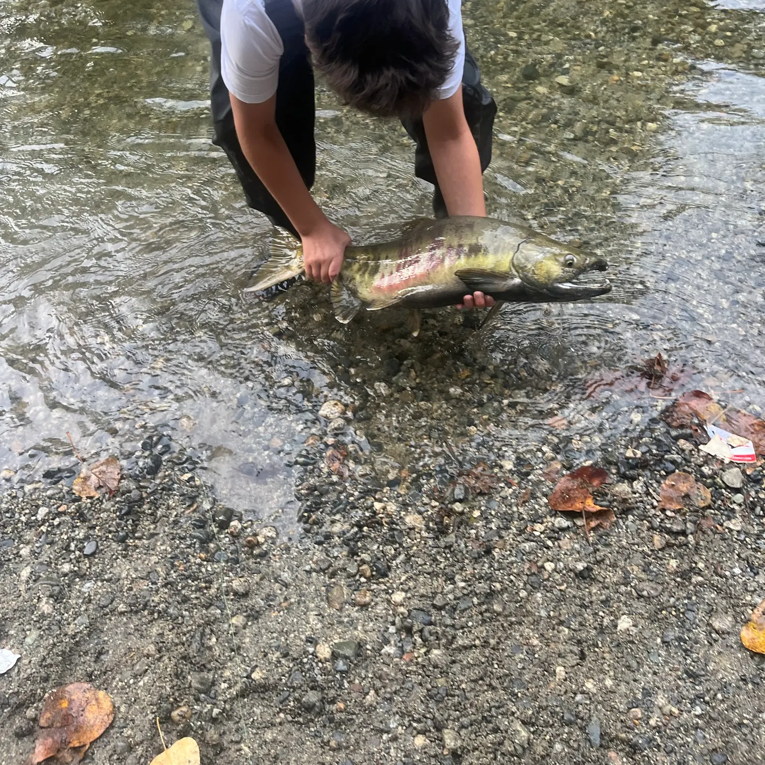 Chum salmon caught on Fishbrain