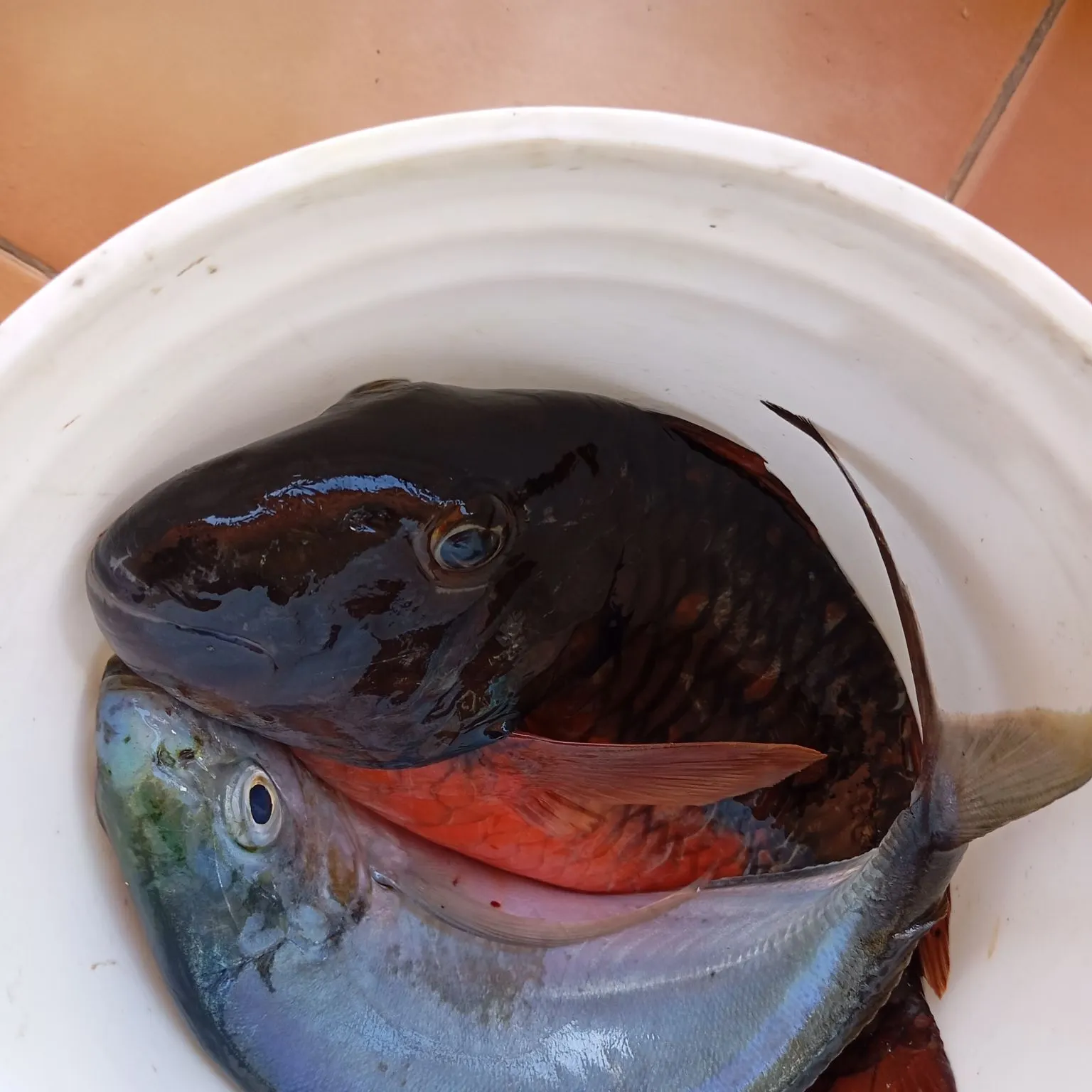 The most recent Rainbow parrotfish catches on Fishbrain