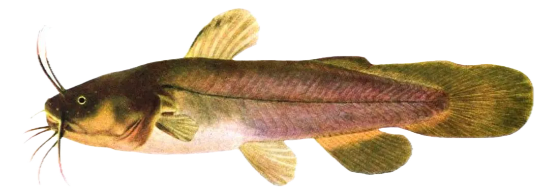 Tadpole madtom