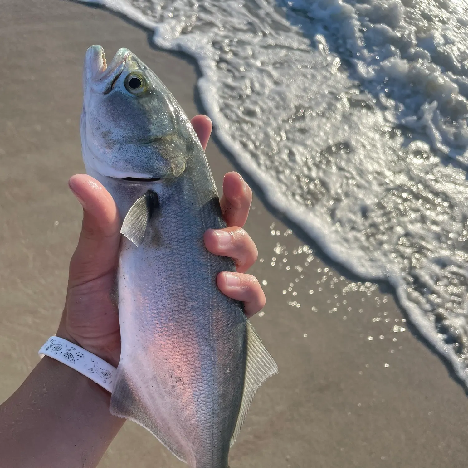 Bluefish caught on Fishbrain