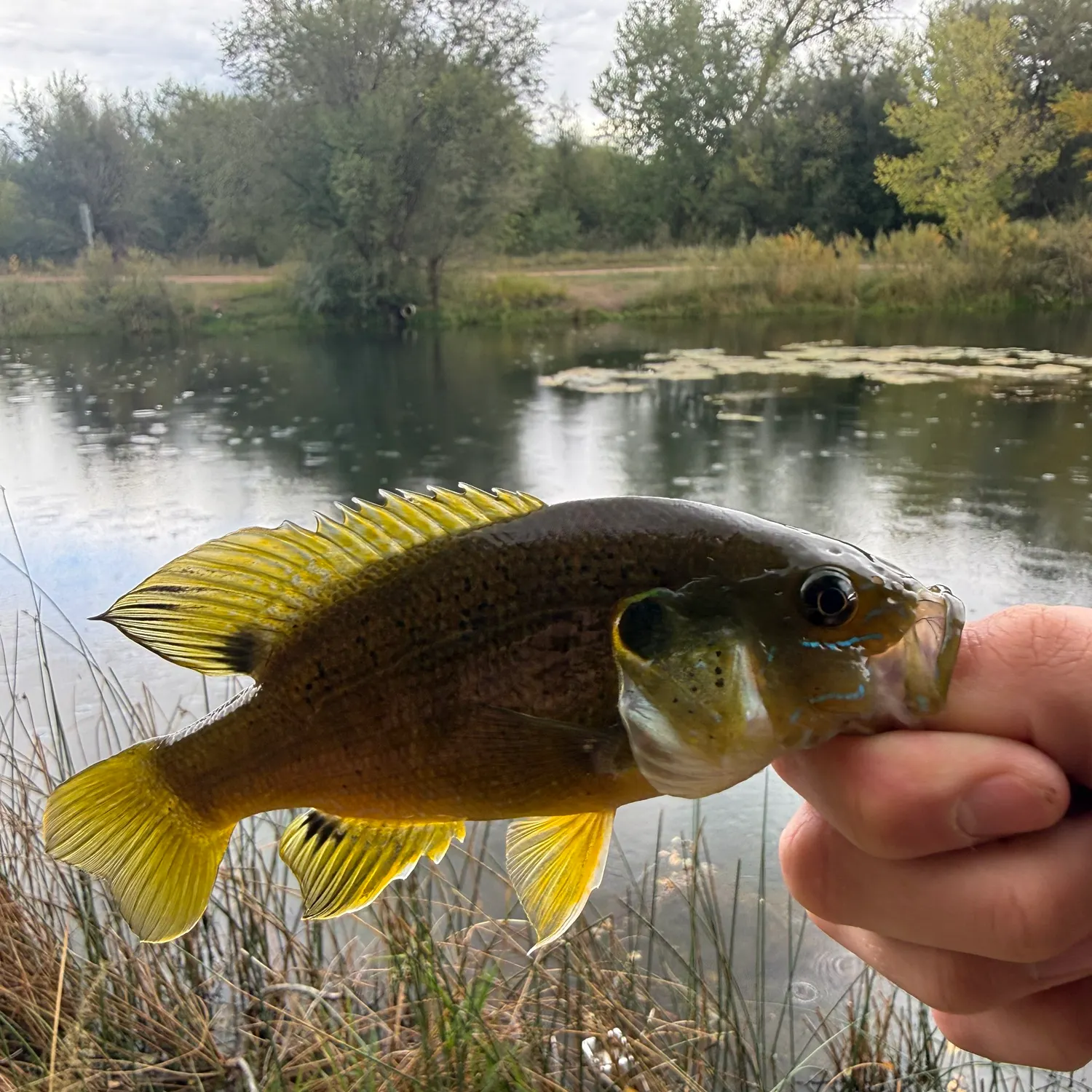 Green sunfish caught on Fishbrain