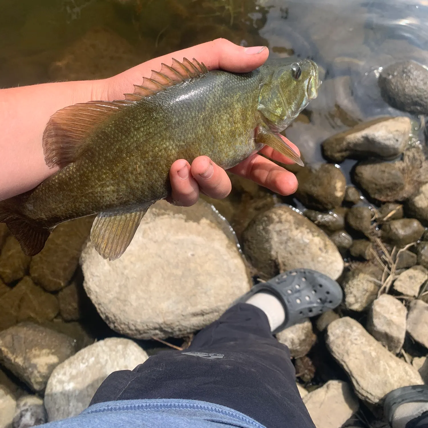 Smallmouth bass caught on Fishbrain