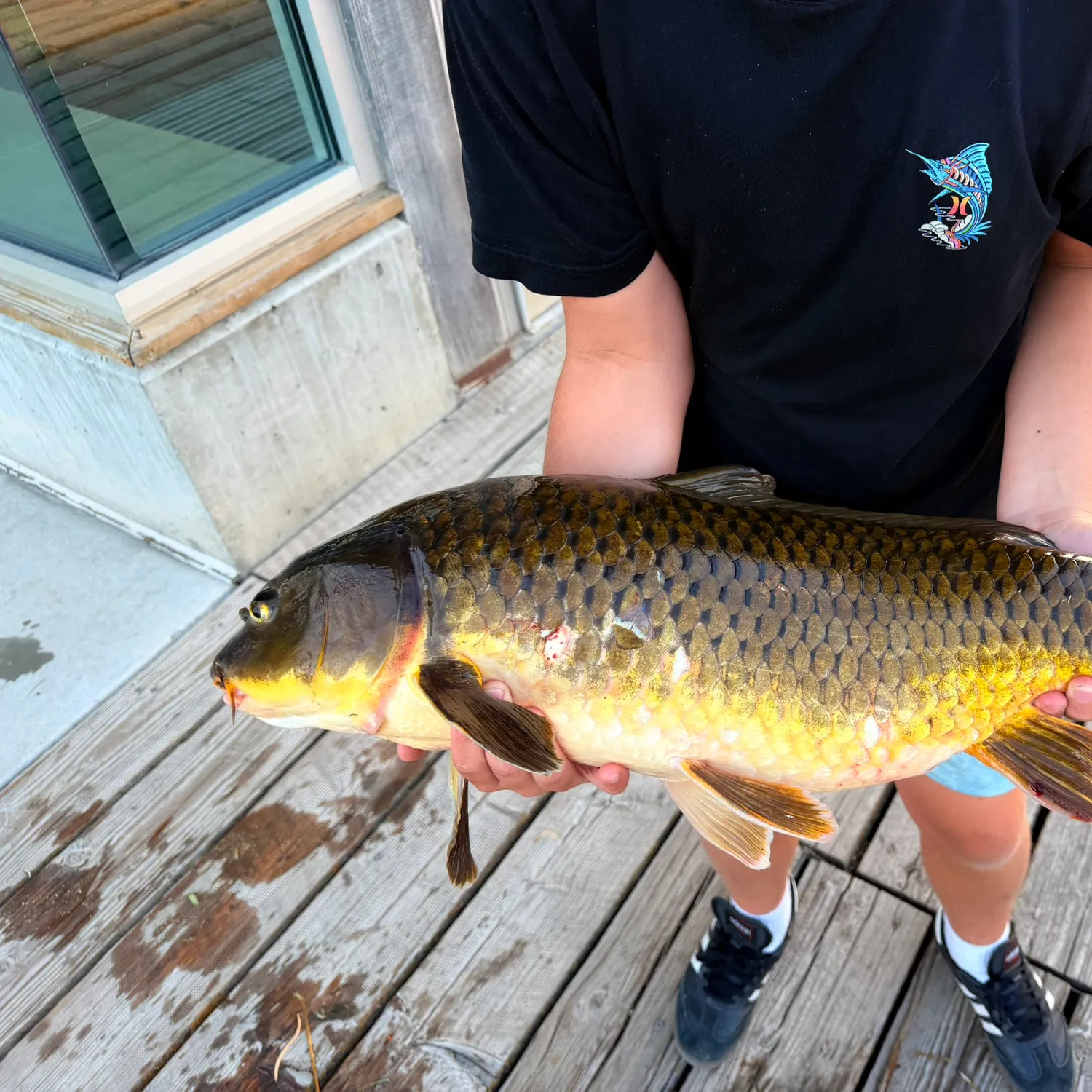 Common carp caught on Fishbrain