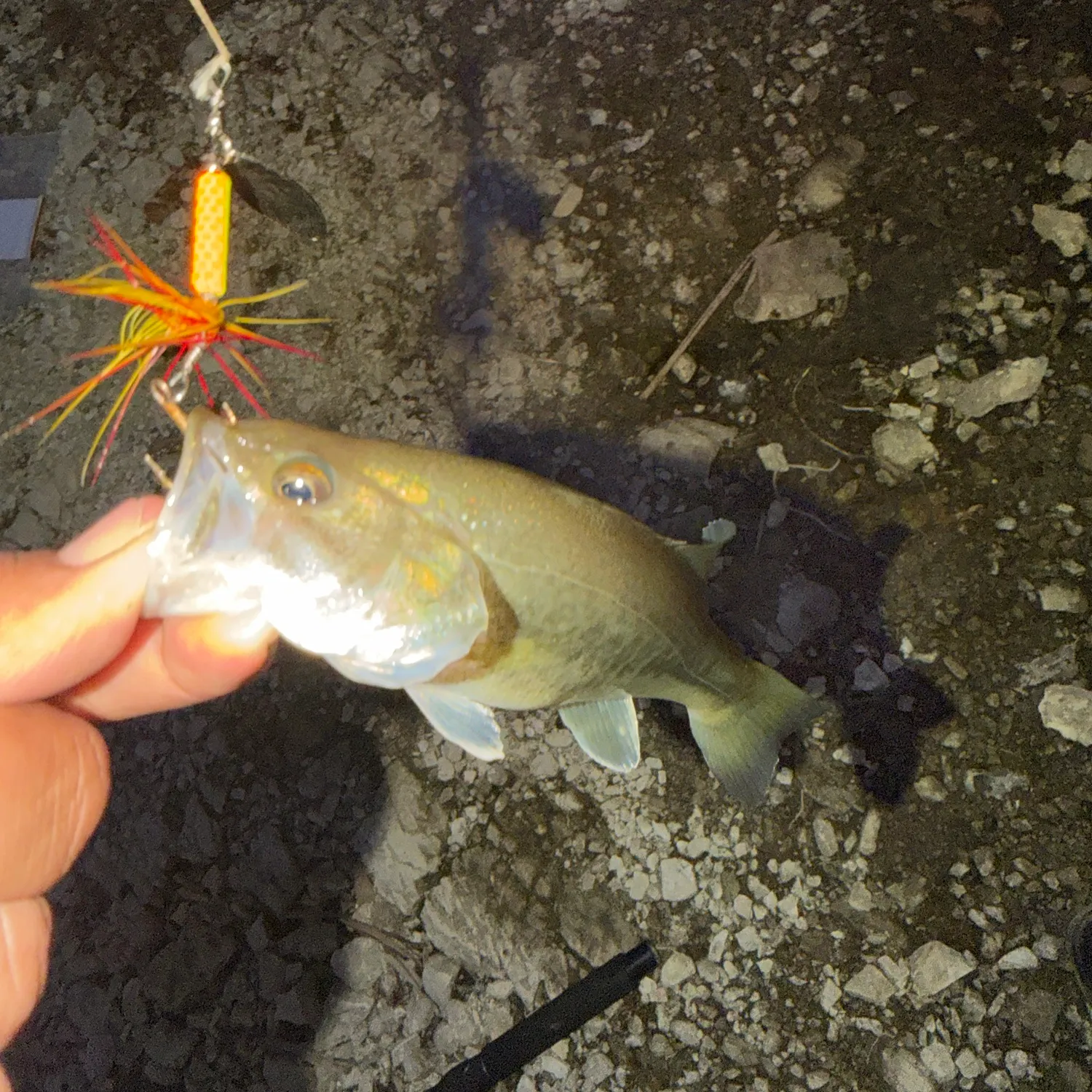 Largemouth bass caught on Fishbrain