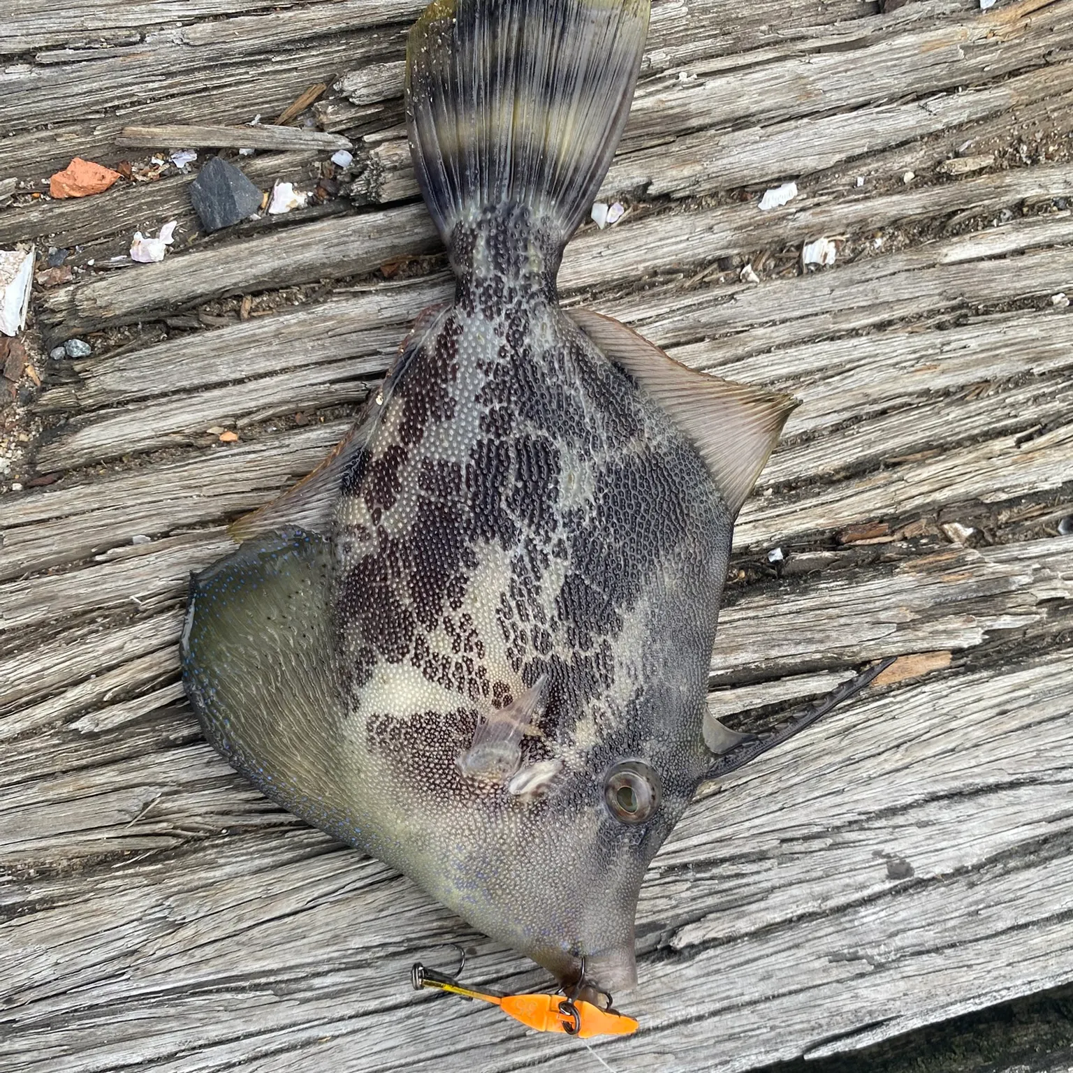 The most recent Fan-bellied leatherjacket catches on Fishbrain