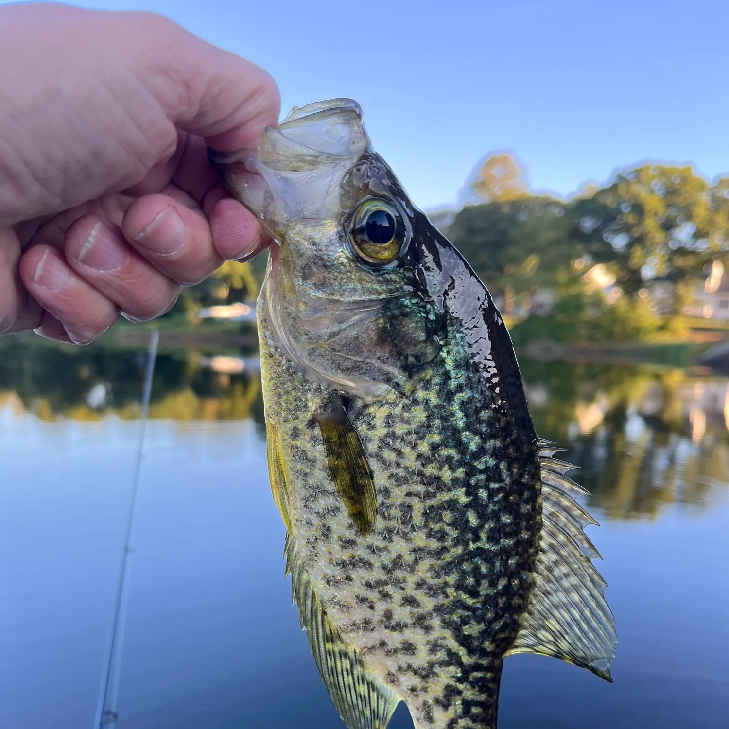 Black crappie caught on Fishbrain