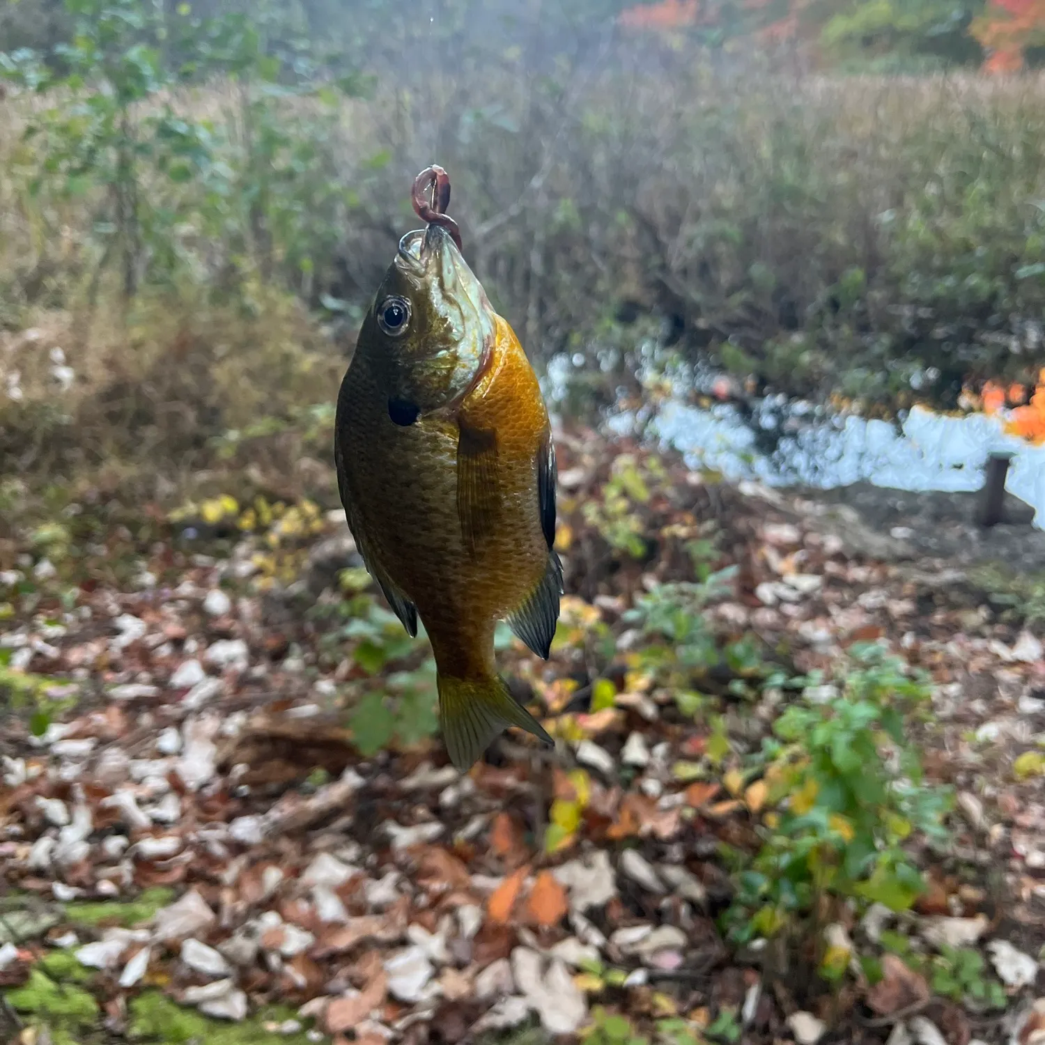 Bluegill caught on Fishbrain