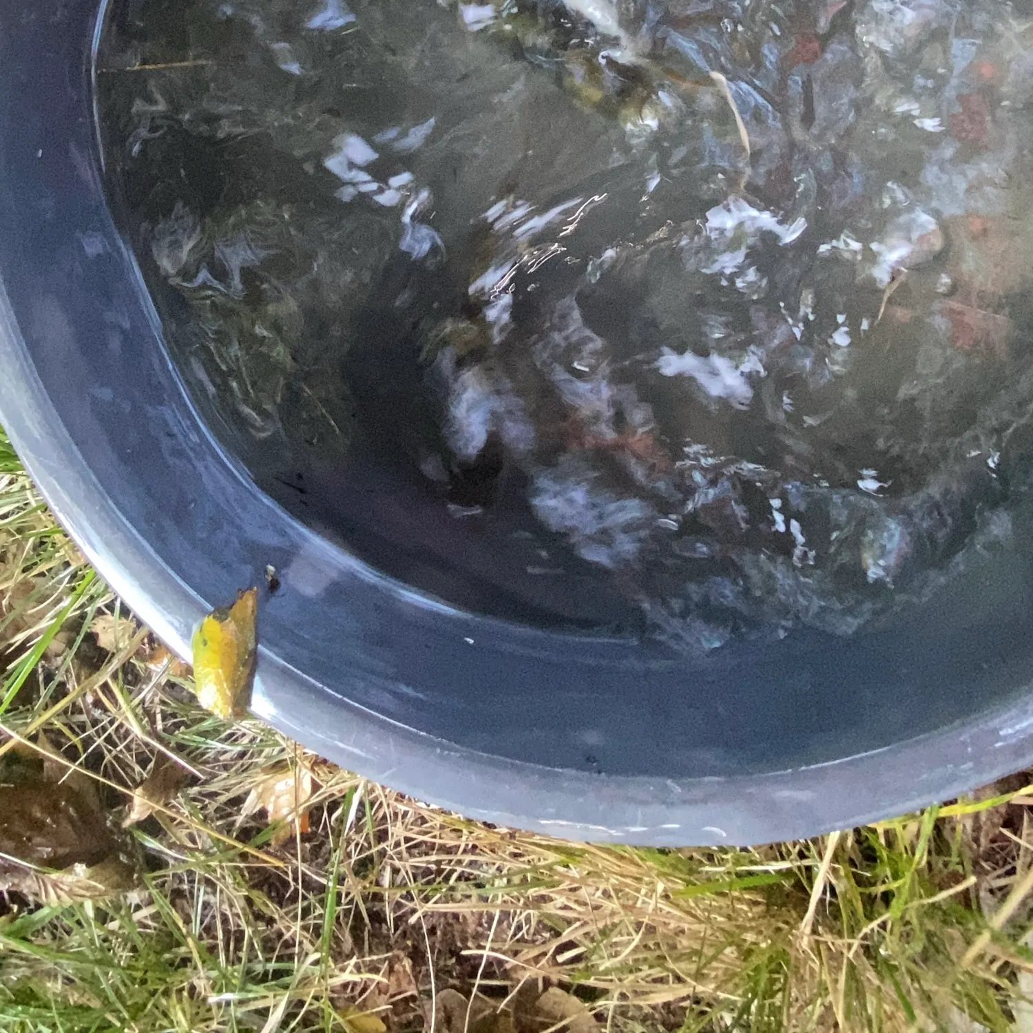 European perch caught on Fishbrain