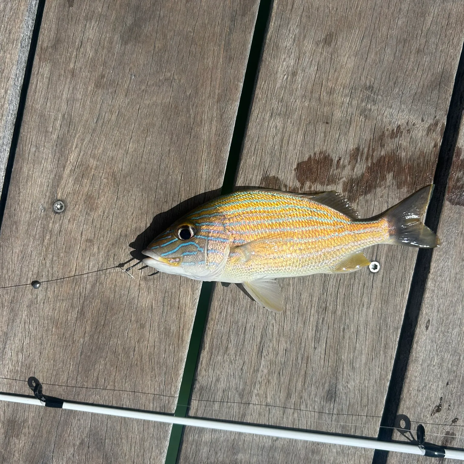 The most recent Bluestriped grunt catches on Fishbrain