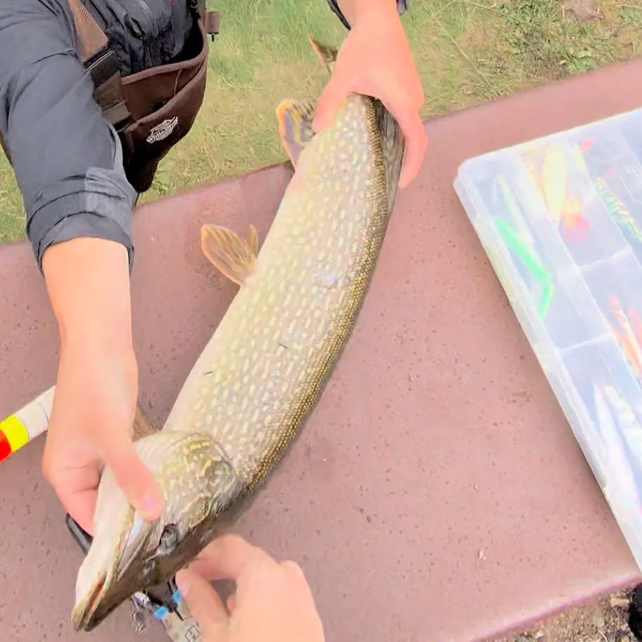 Northern pike caught on Fishbrain