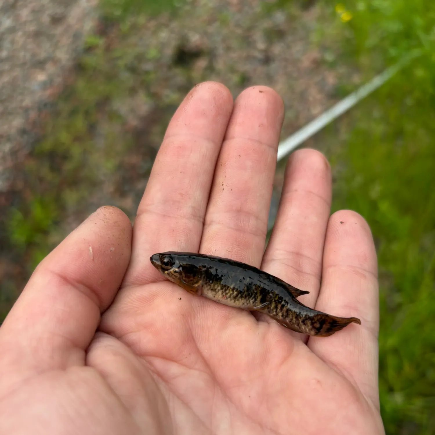 The most recent Central mudminnow catches on Fishbrain