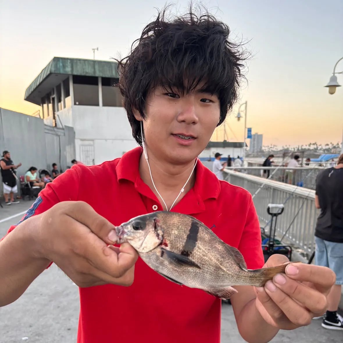 Sargo caught on Fishbrain