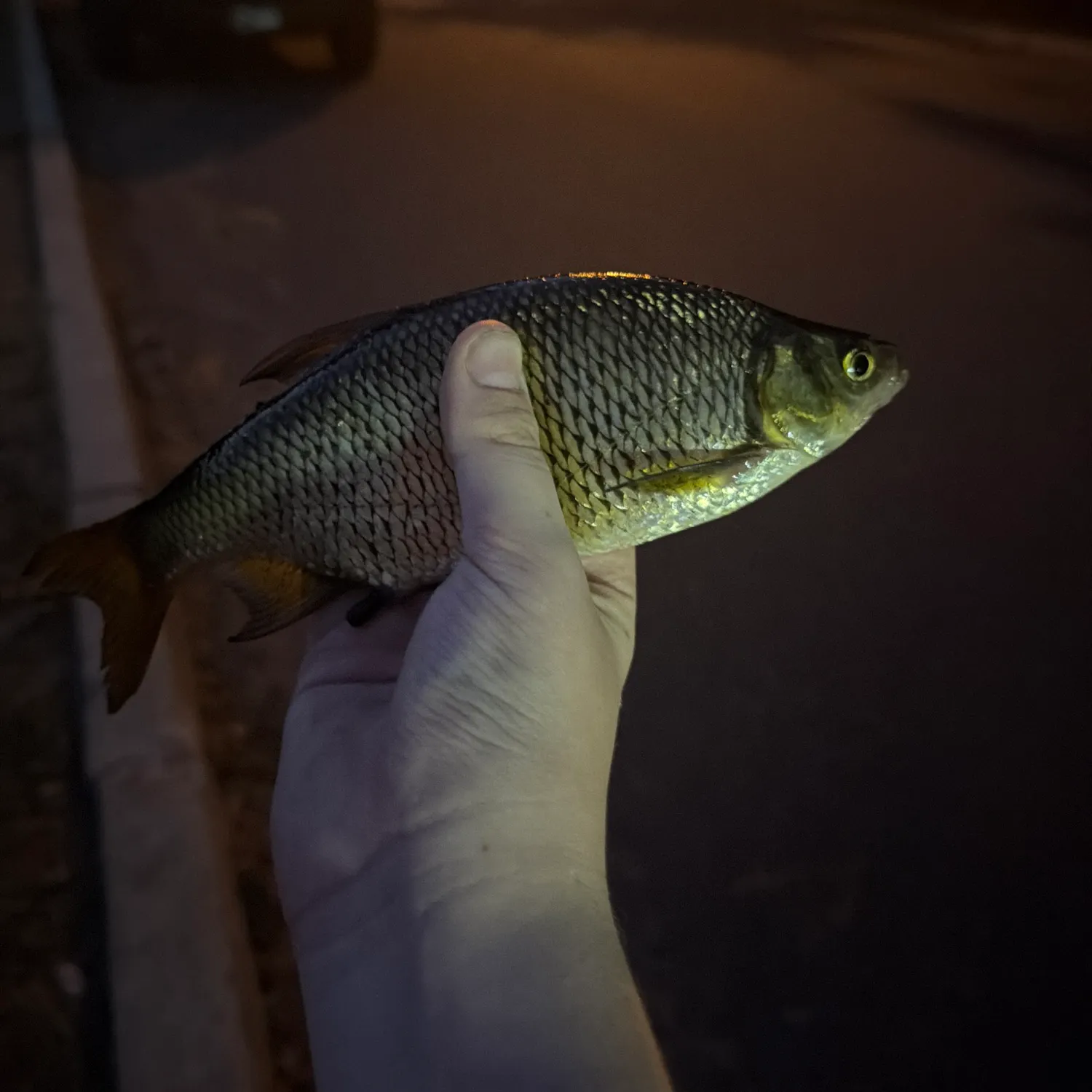 Golden shiner caught on Fishbrain