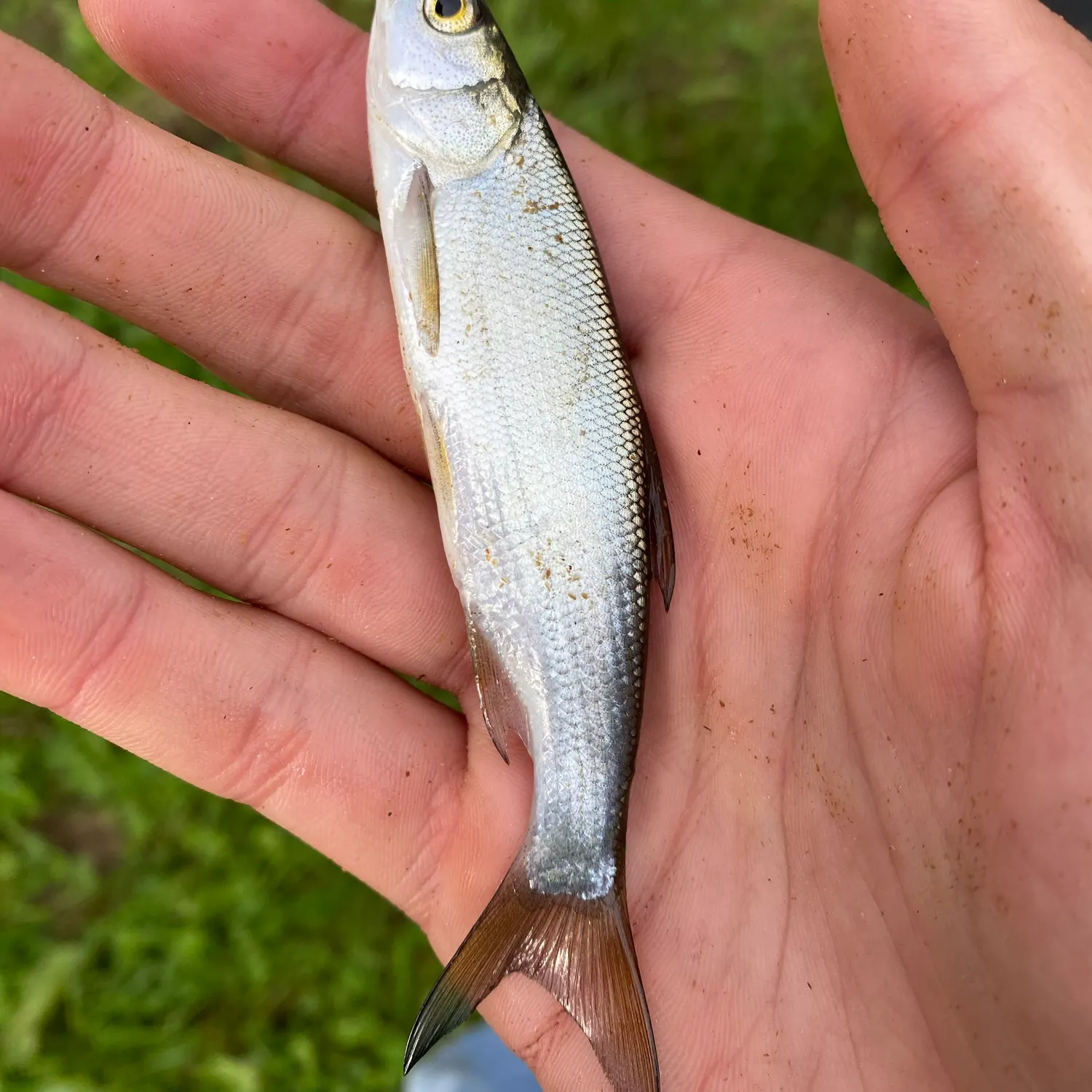 Common roach caught on Fishbrain