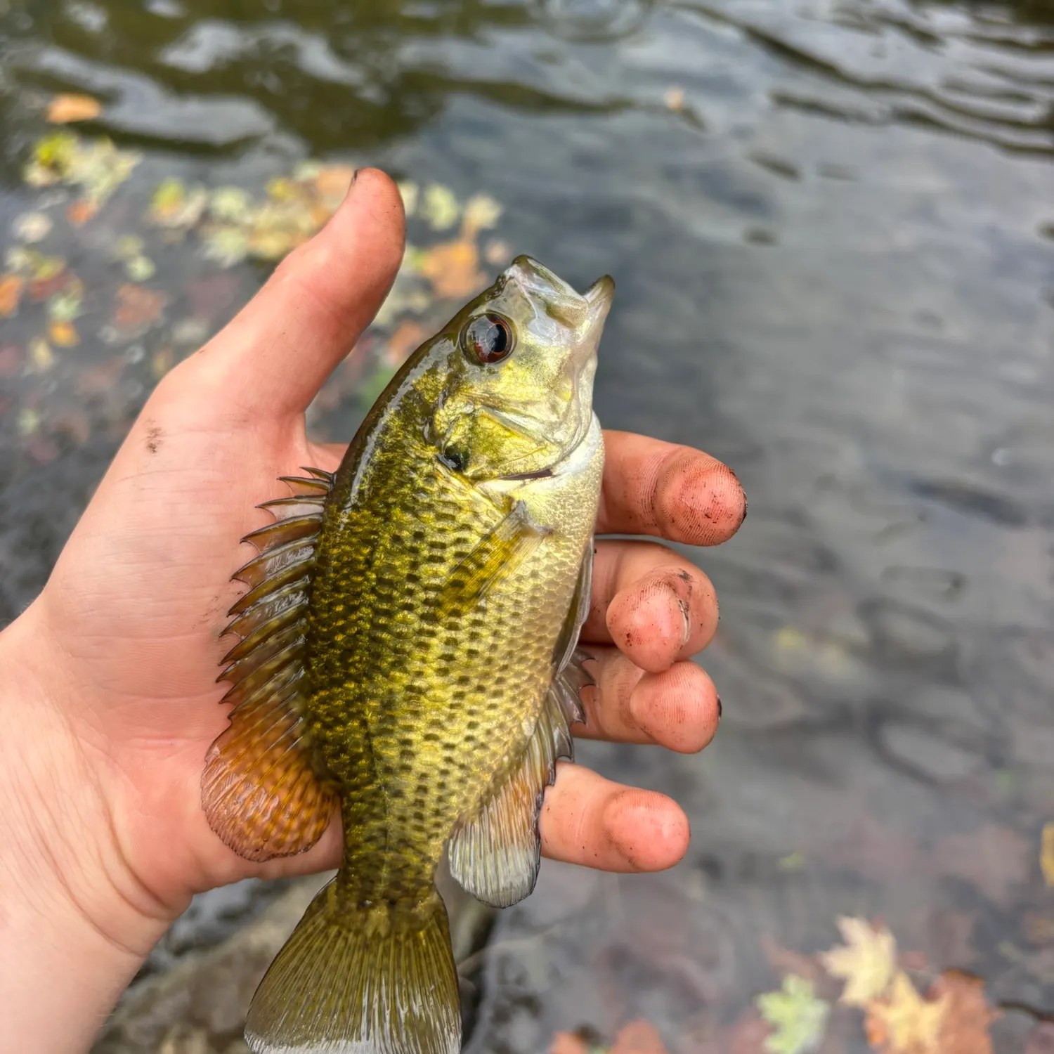 Rock bass caught on Fishbrain