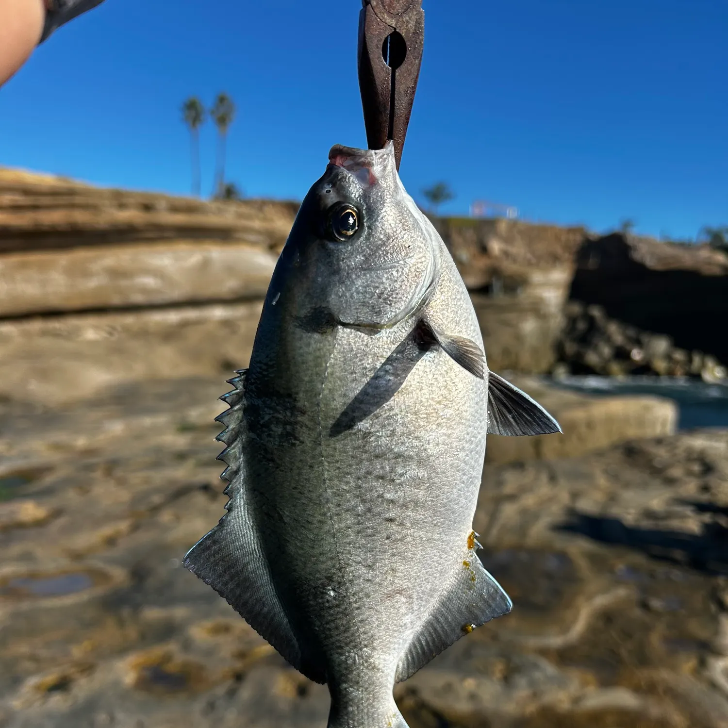 The most recent Halfmoon catches on Fishbrain