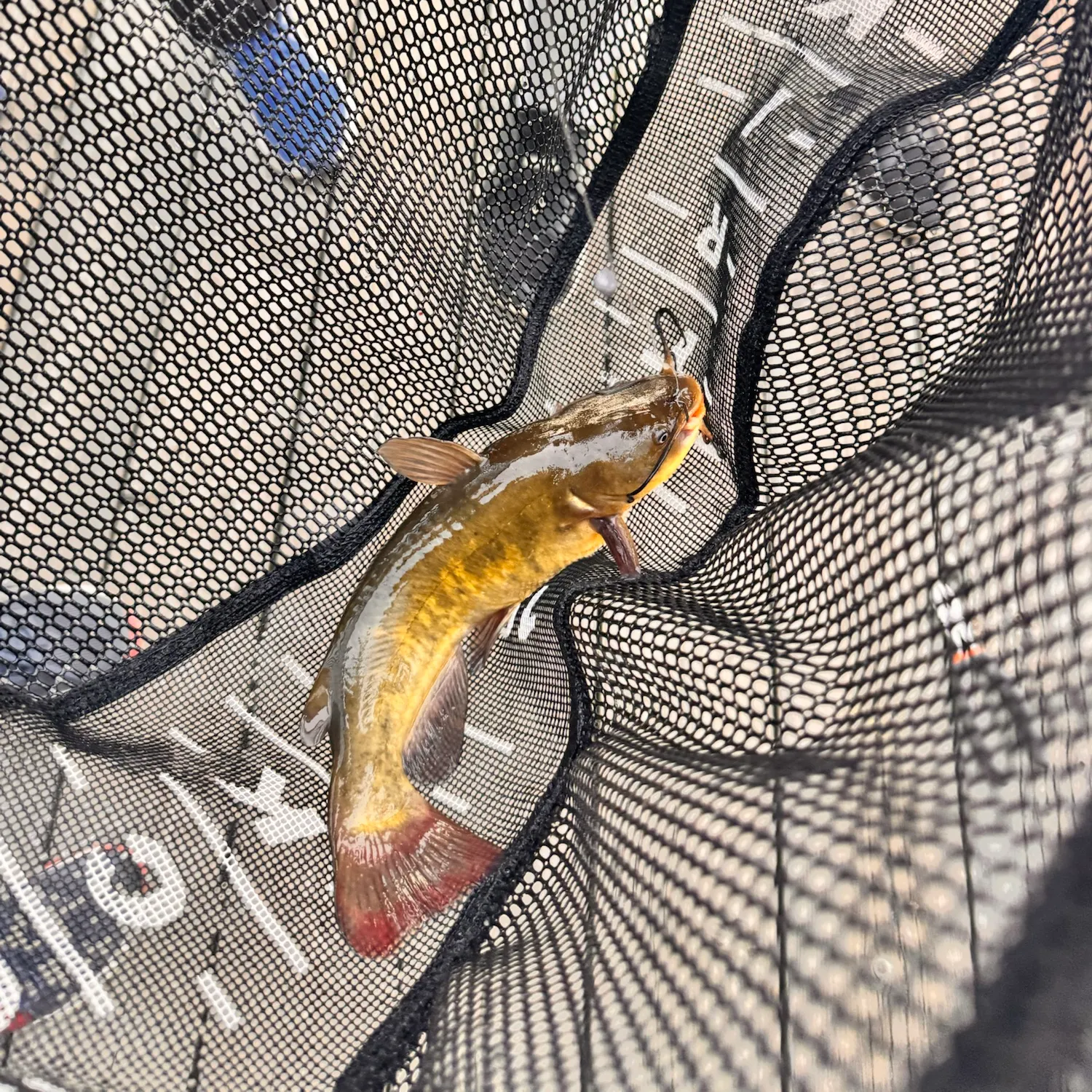 Brown bullhead caught on Fishbrain