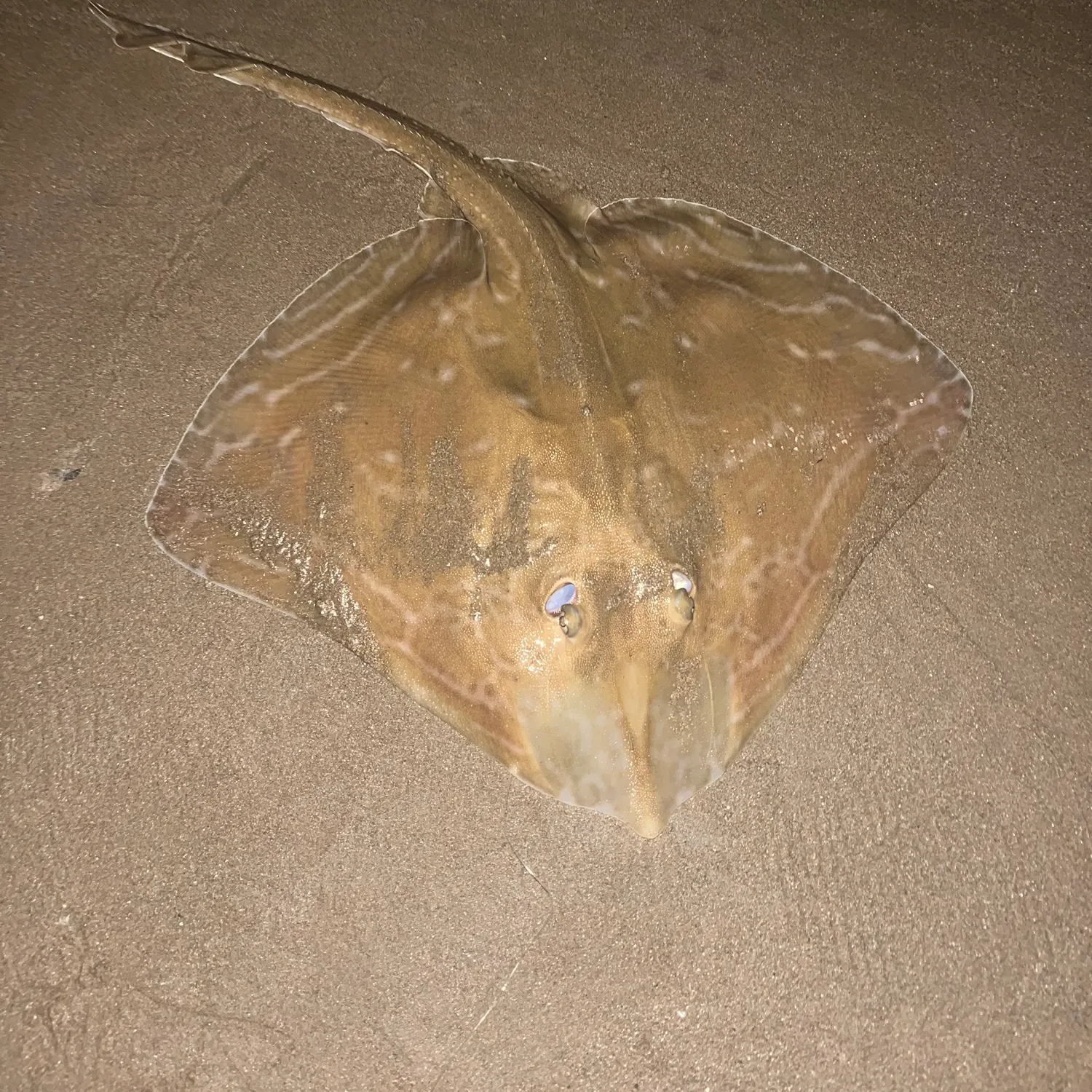 Small-eyed ray caught on Fishbrain