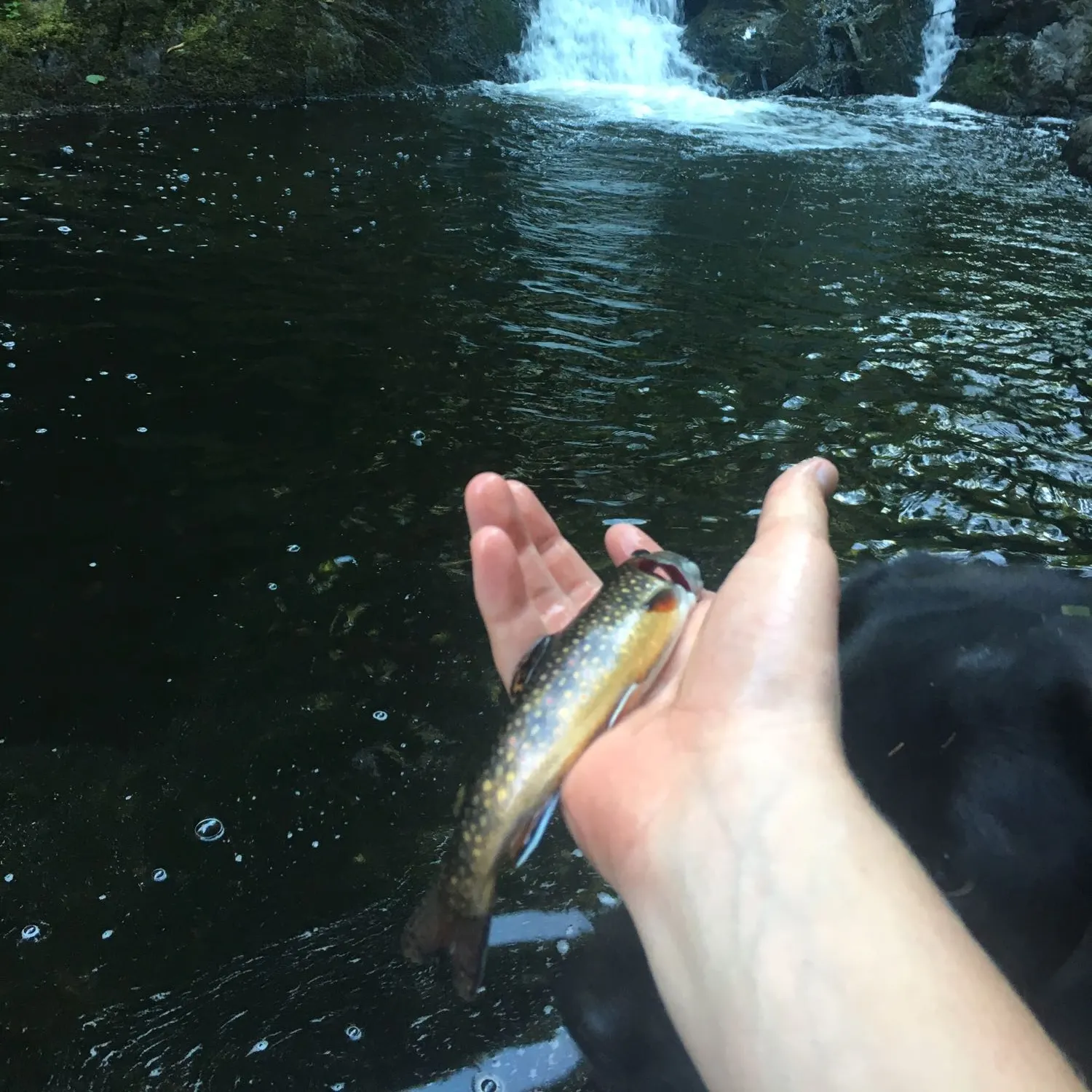 Brook trout caught on Fishbrain