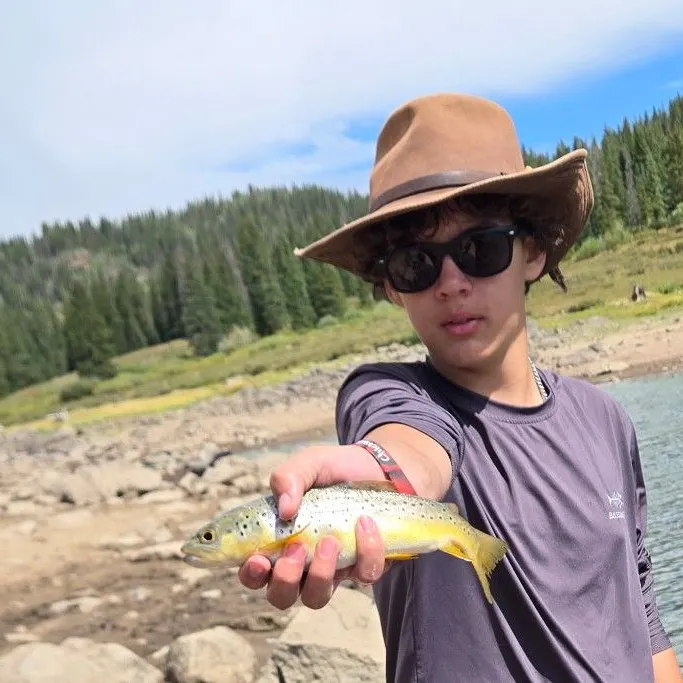 Brown trout caught on Fishbrain