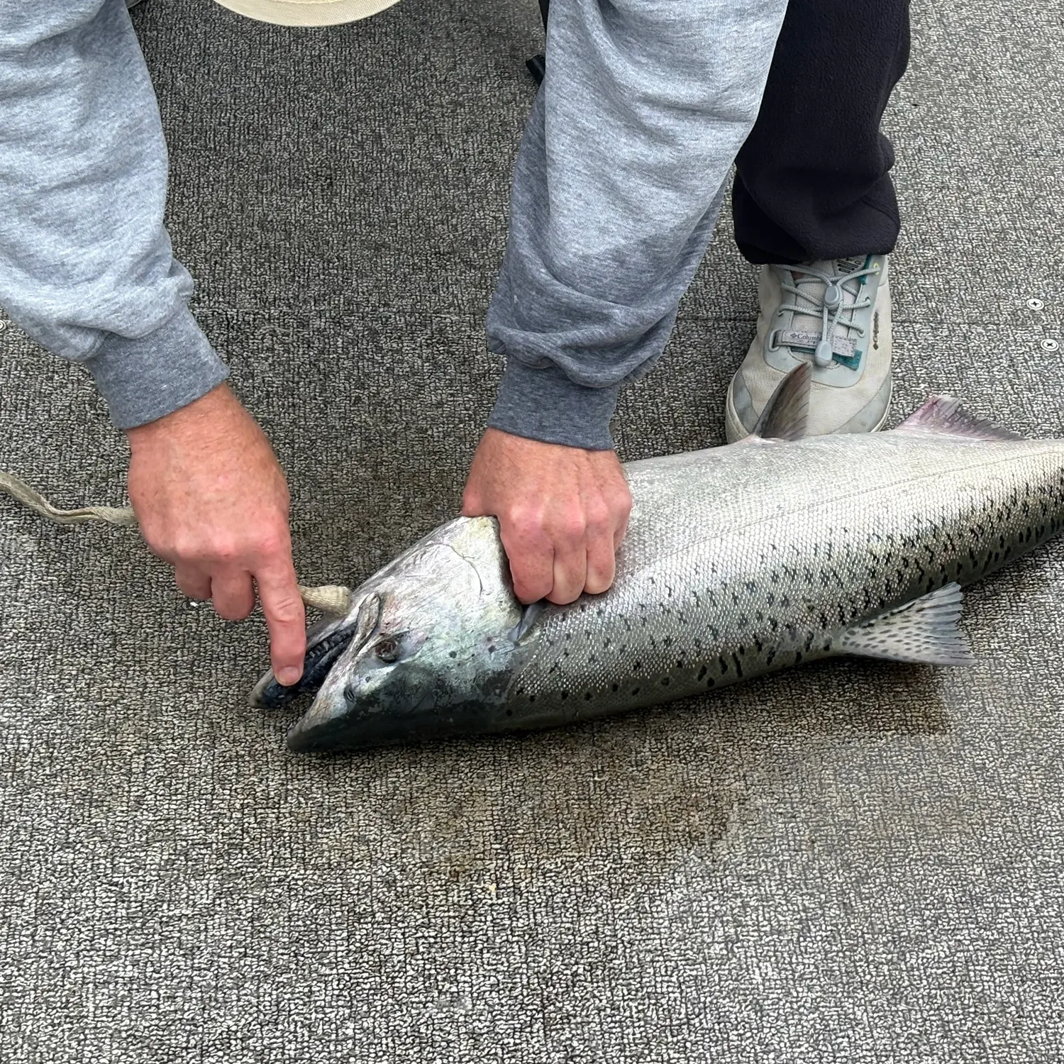 The most recent Chinook salmon catches on Fishbrain