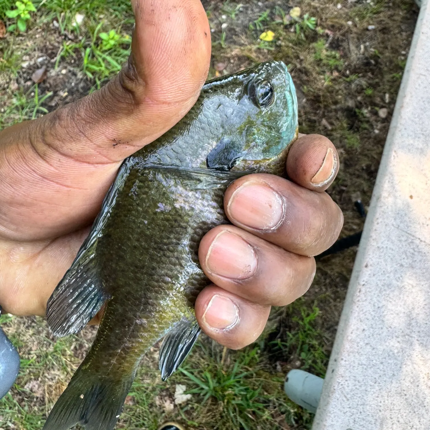 Bluegill caught on Fishbrain