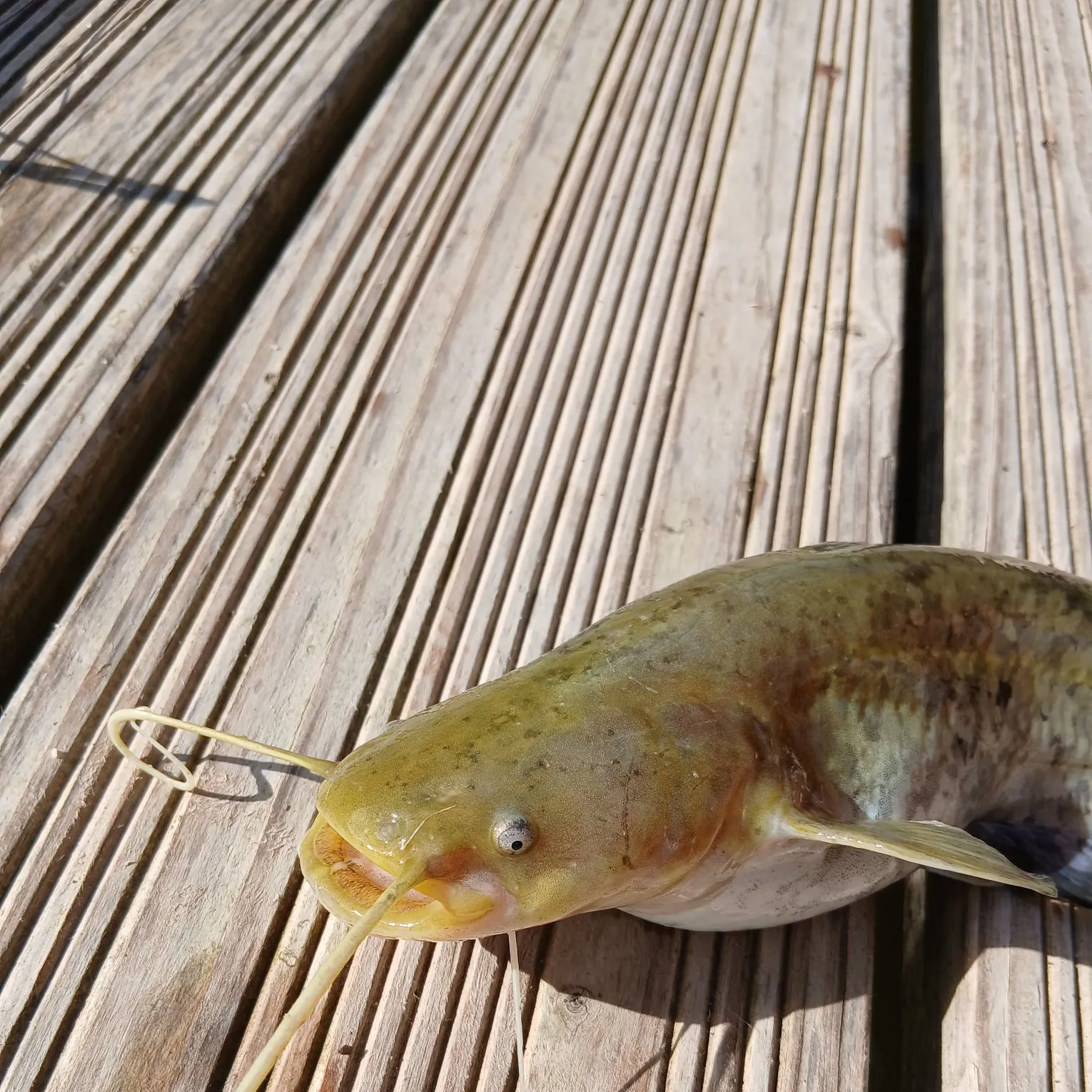 The most recent Wels catfish catches on Fishbrain